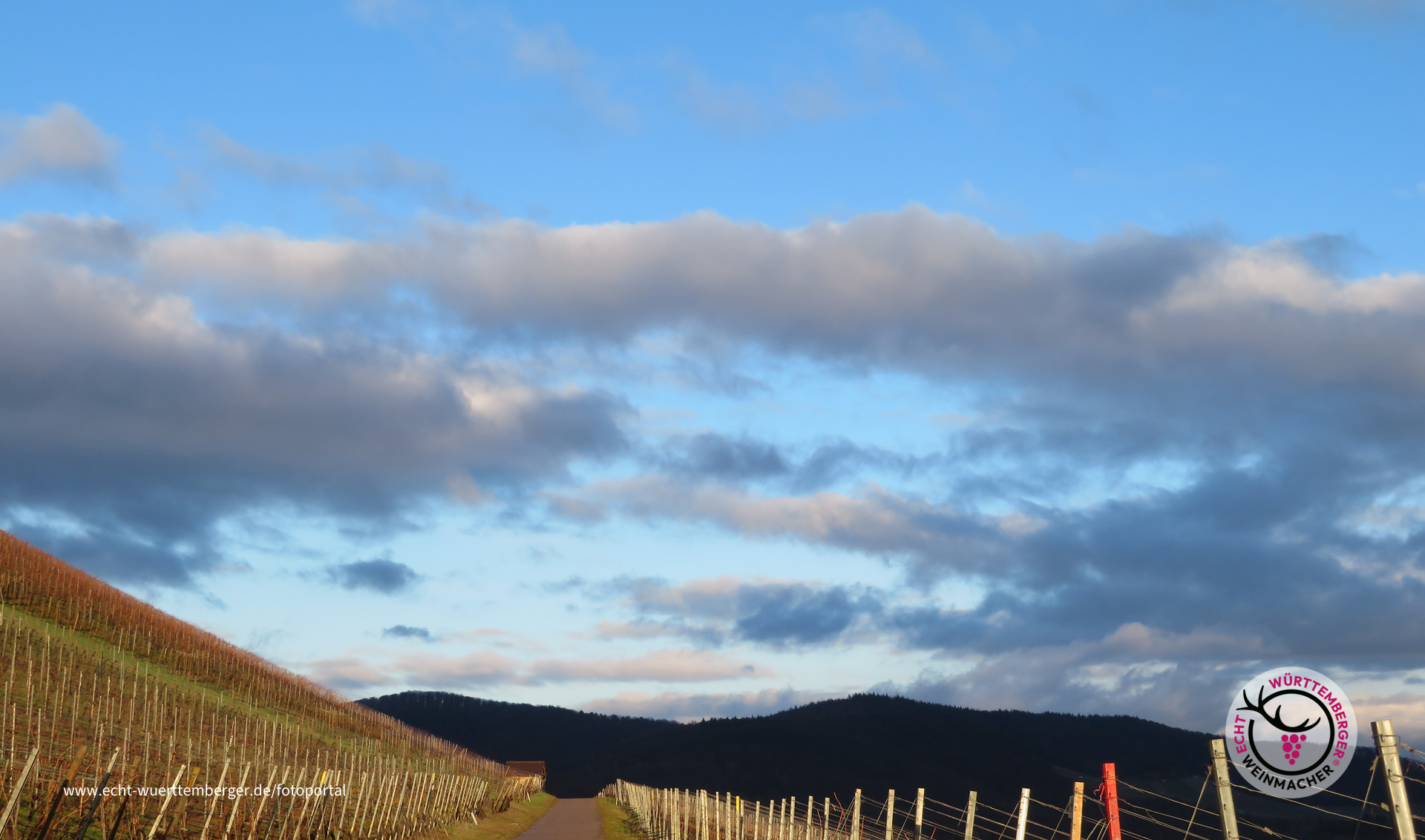 Abend im Weinberg
