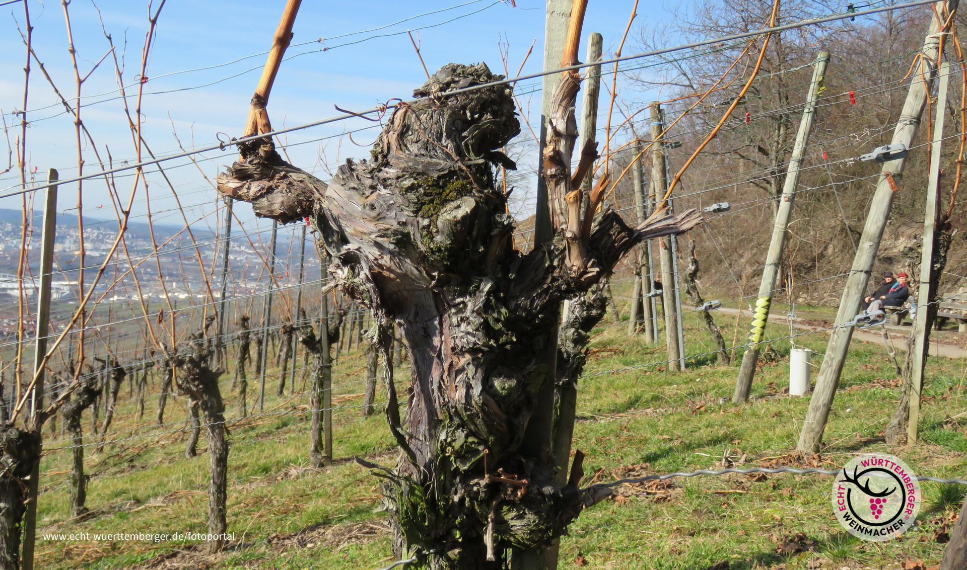 knorrige Rebe im Winter auf dem Kappelberg in Fellbach