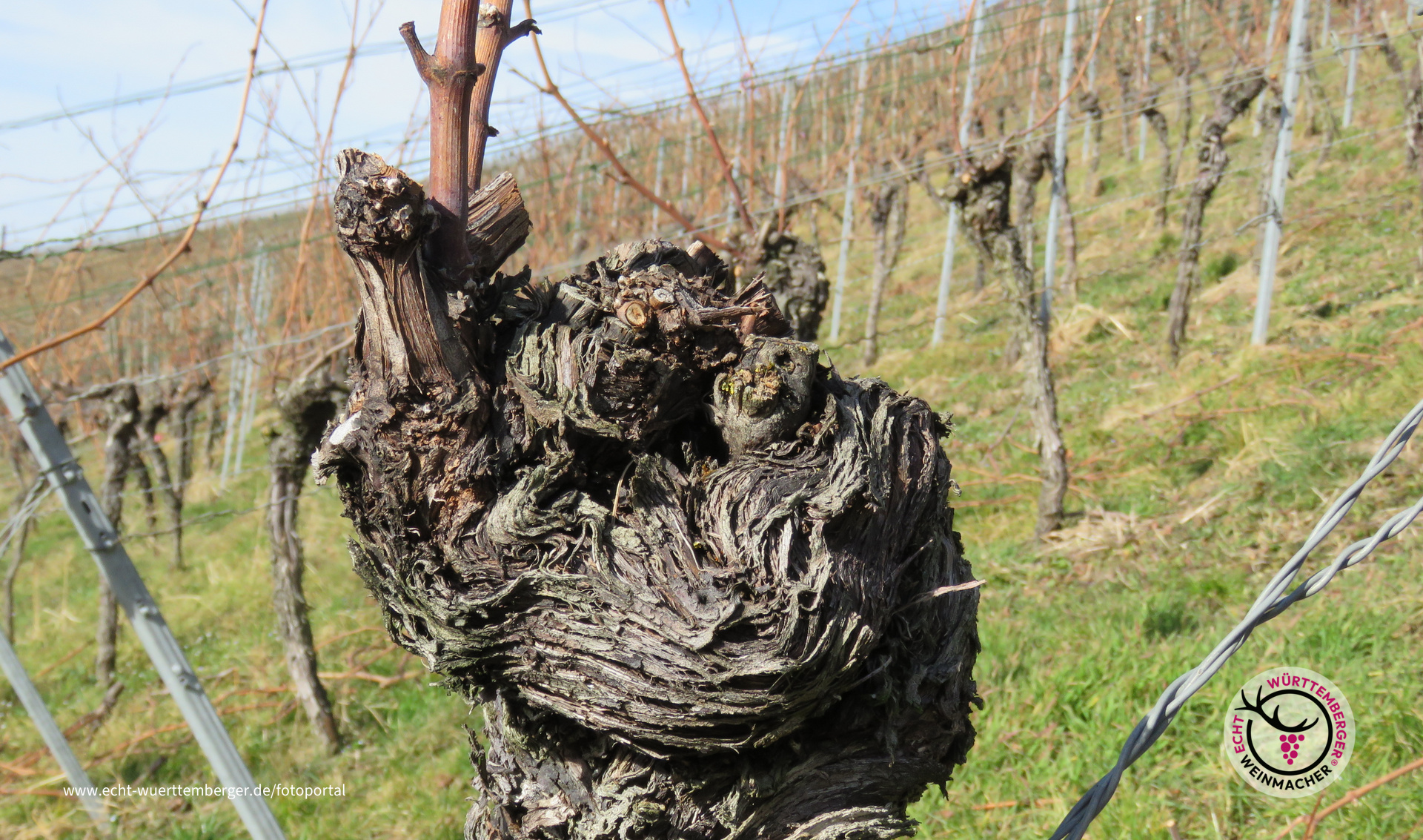 Jeder Rebstock hat sein eigenes Gesicht