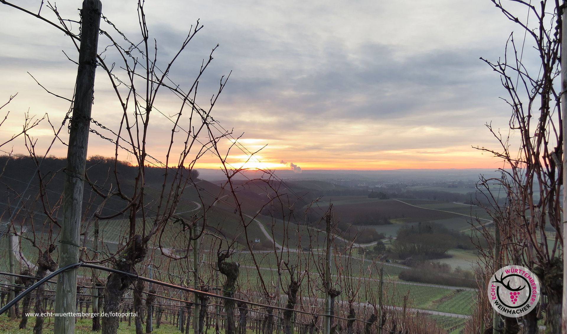 Sonnenaufgang im Wengert