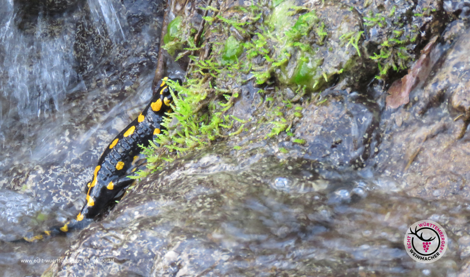 Feuersalamander - in einem Bachlauf im Remstal