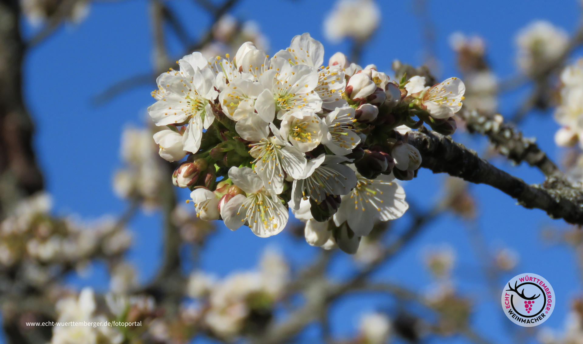 im Remstal bei Strümpelbach