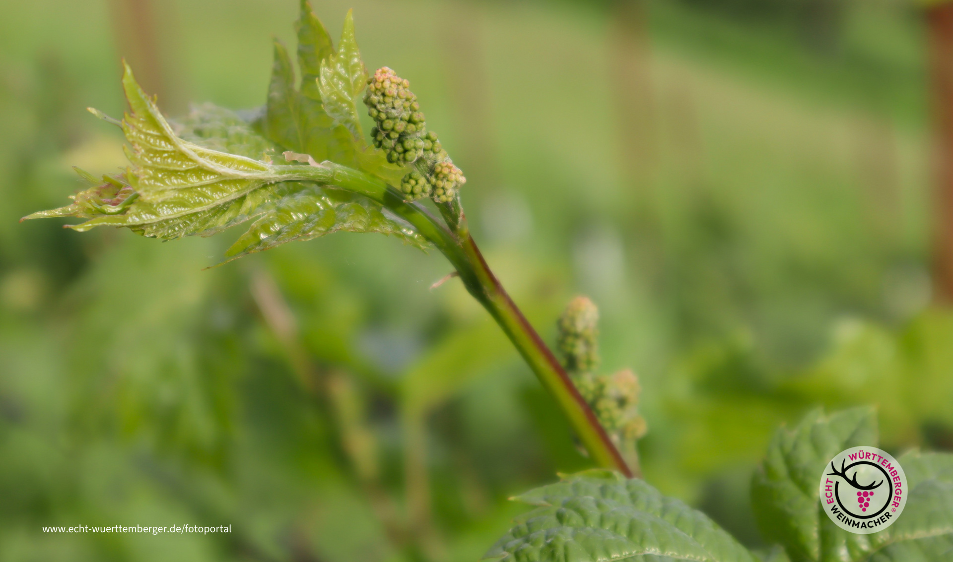 Gescheine Maréchal Foch