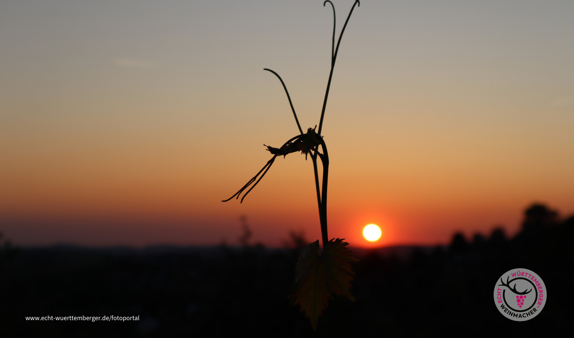 Immer der Sonne entgegen ............