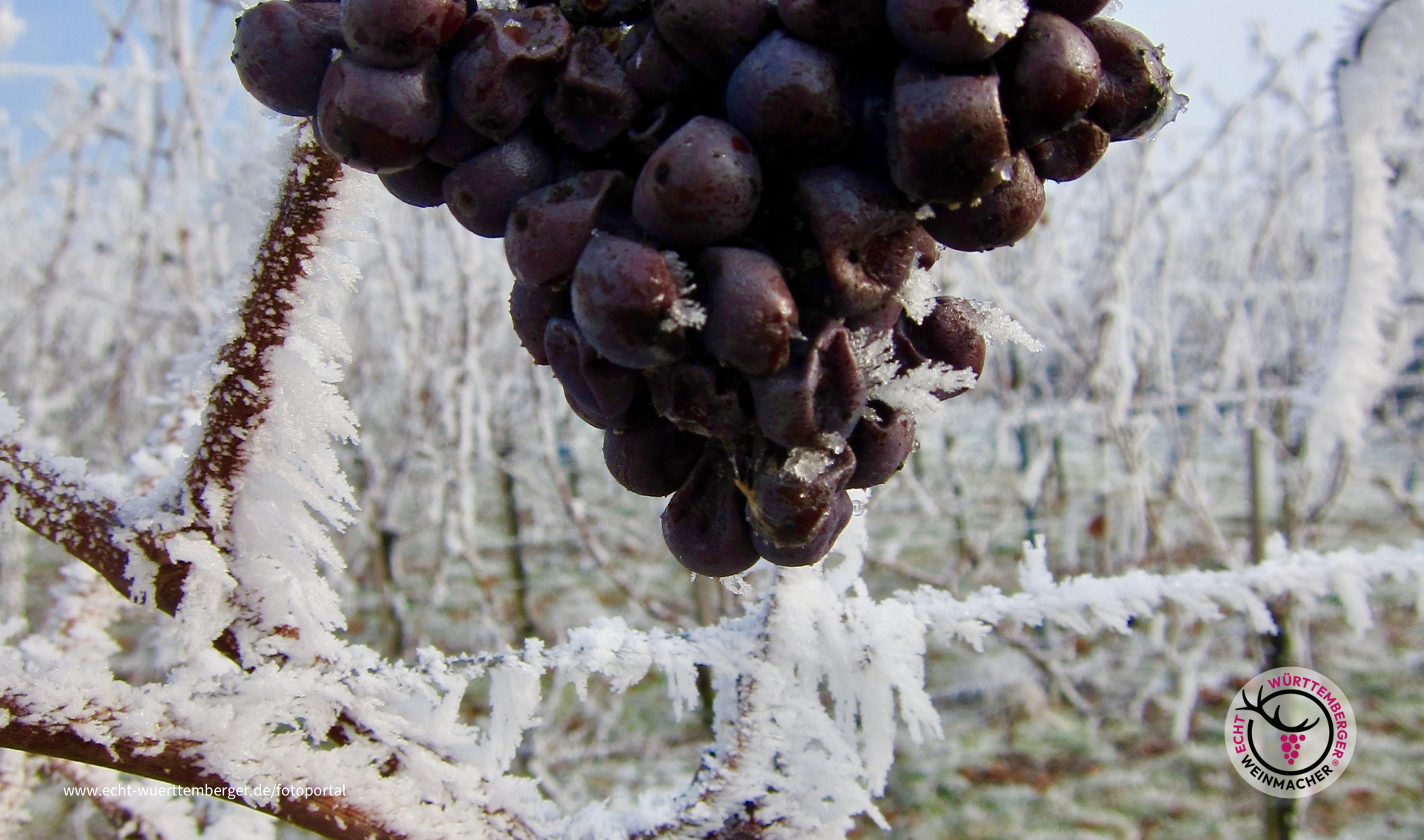 Eiswein