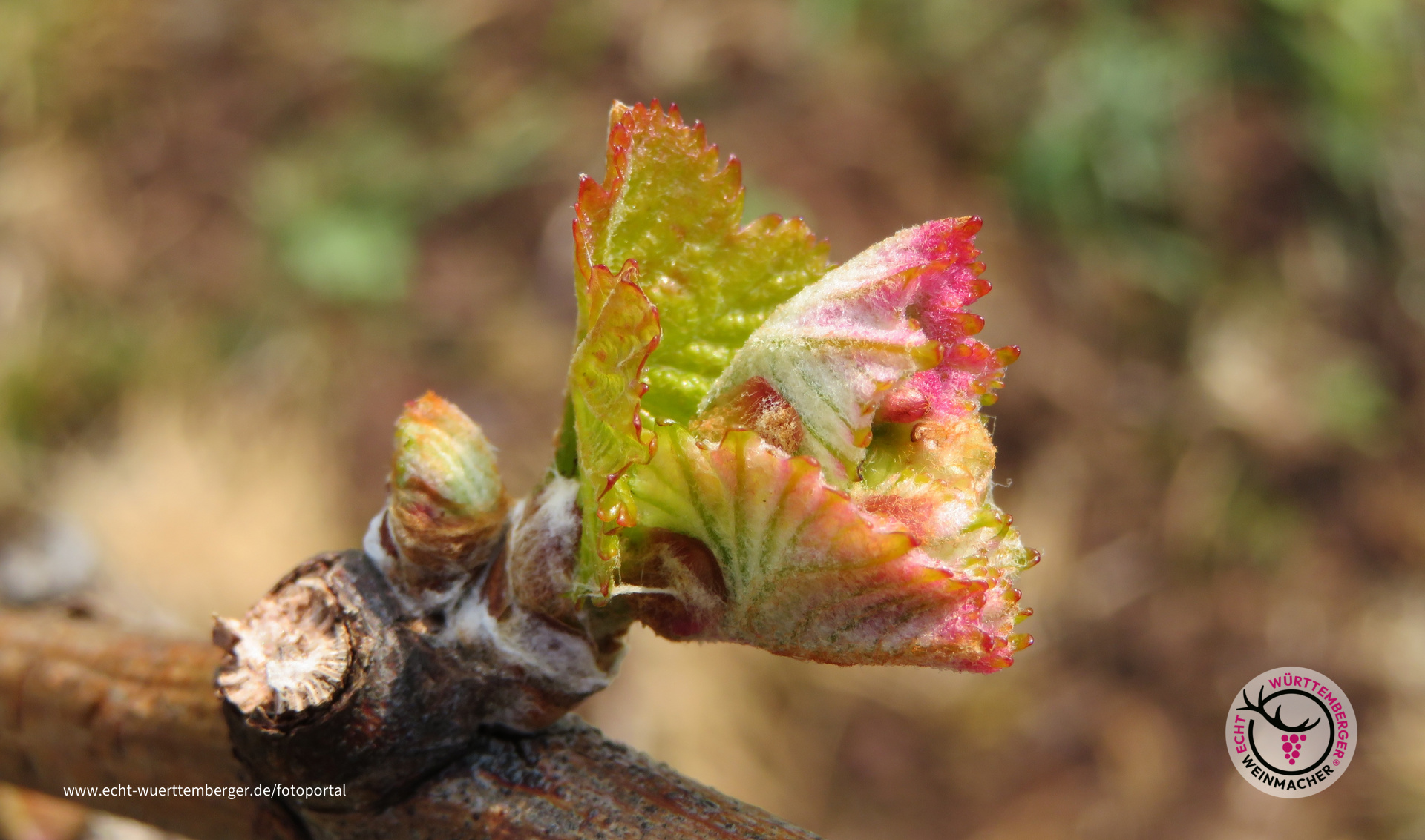 Auftakt in Weinjahr 2021