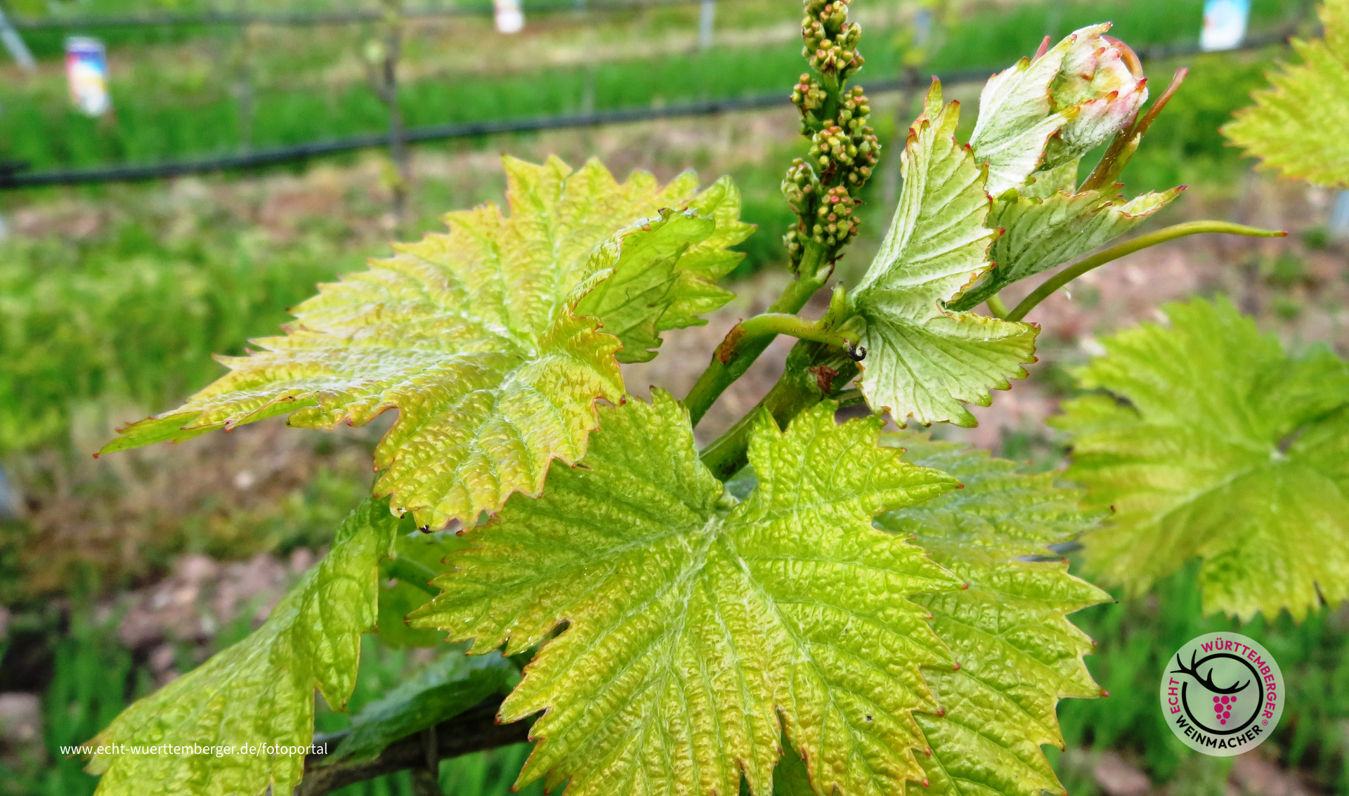 Alles neu macht der Mai