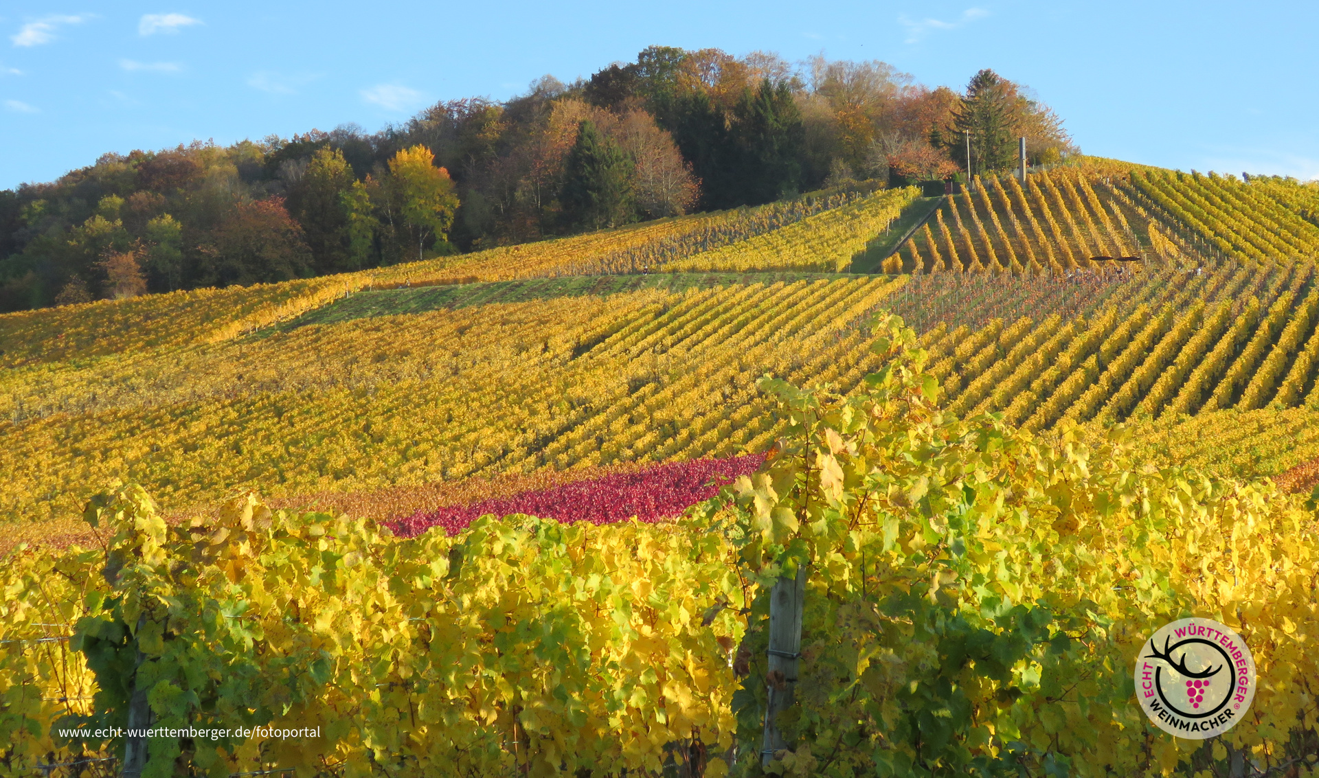 Farbenfeuerwerk auf dem Fellbacher Kappelberg