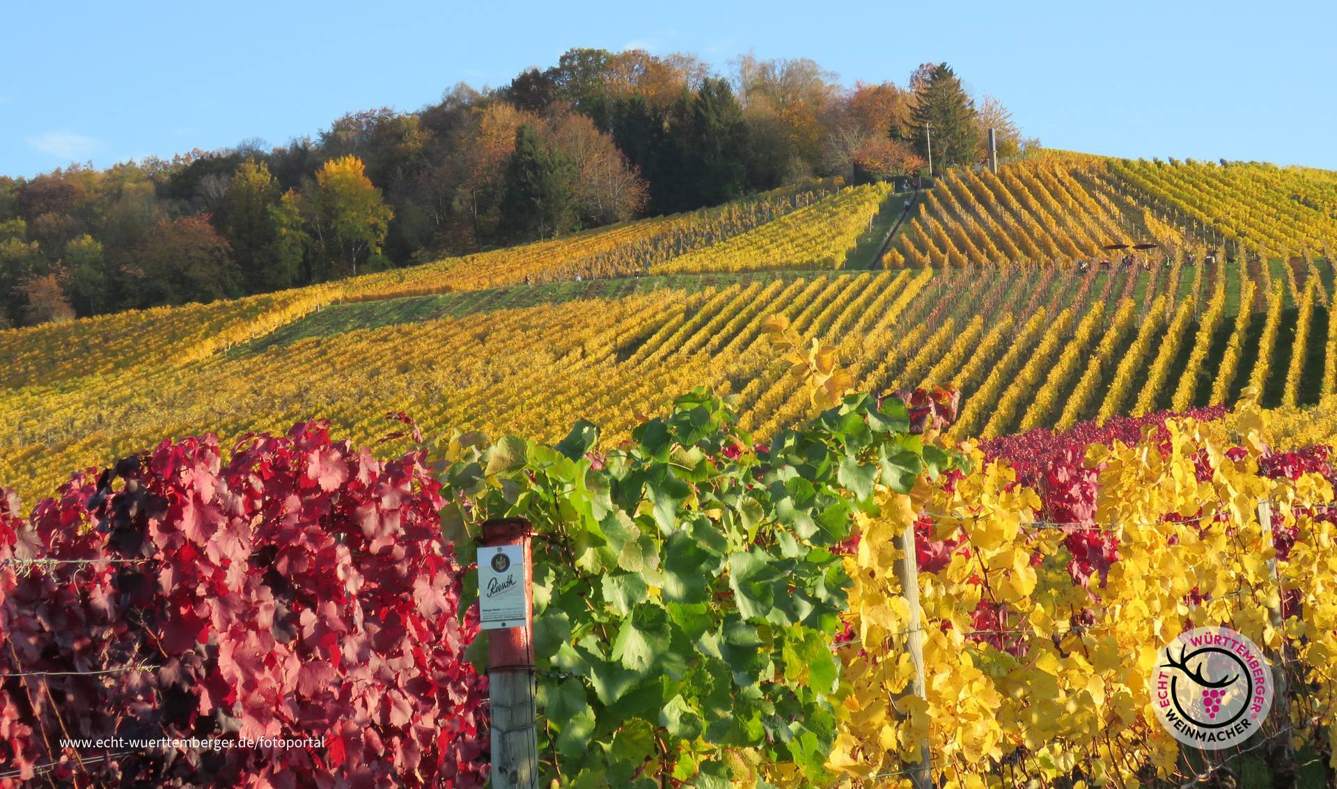 Herbst auf dem Fellbacher Kappelberg