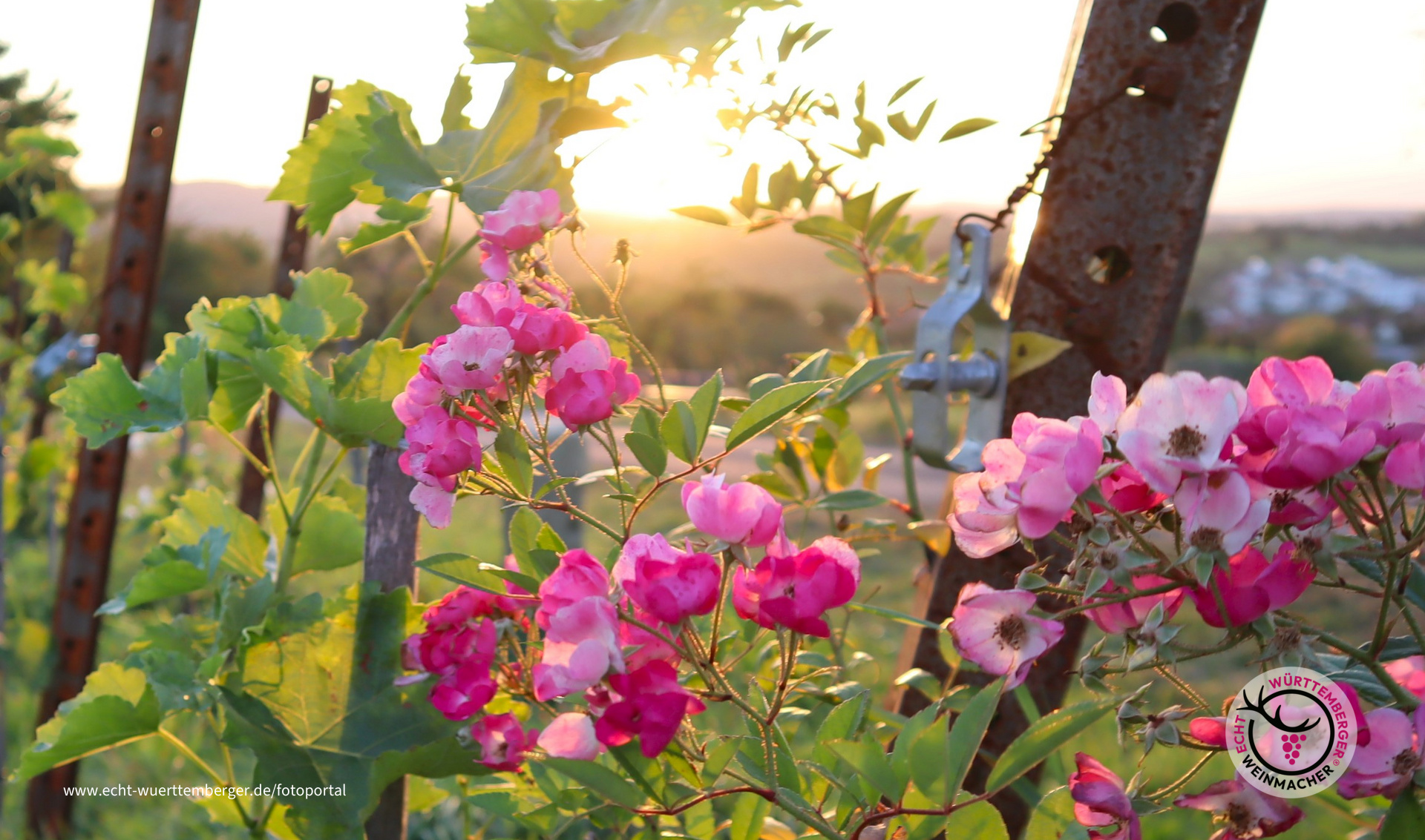 Rosen im Weinberg am Ebersberg im Oktober