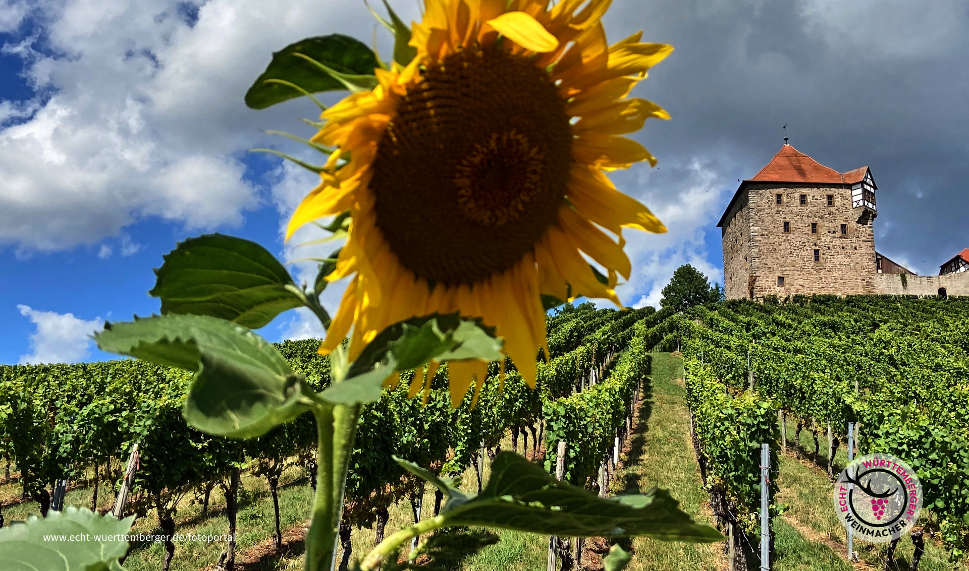 Die "Sonne" strahlt über die Reben der Burg Wildeck / Abstatt