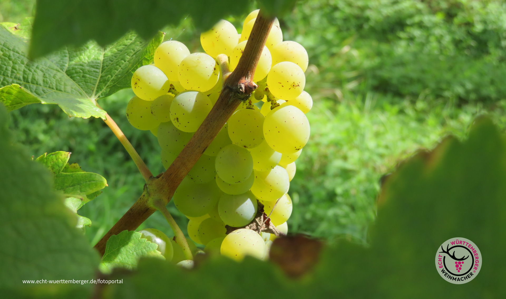 Septembertrauben im Sonnenschein