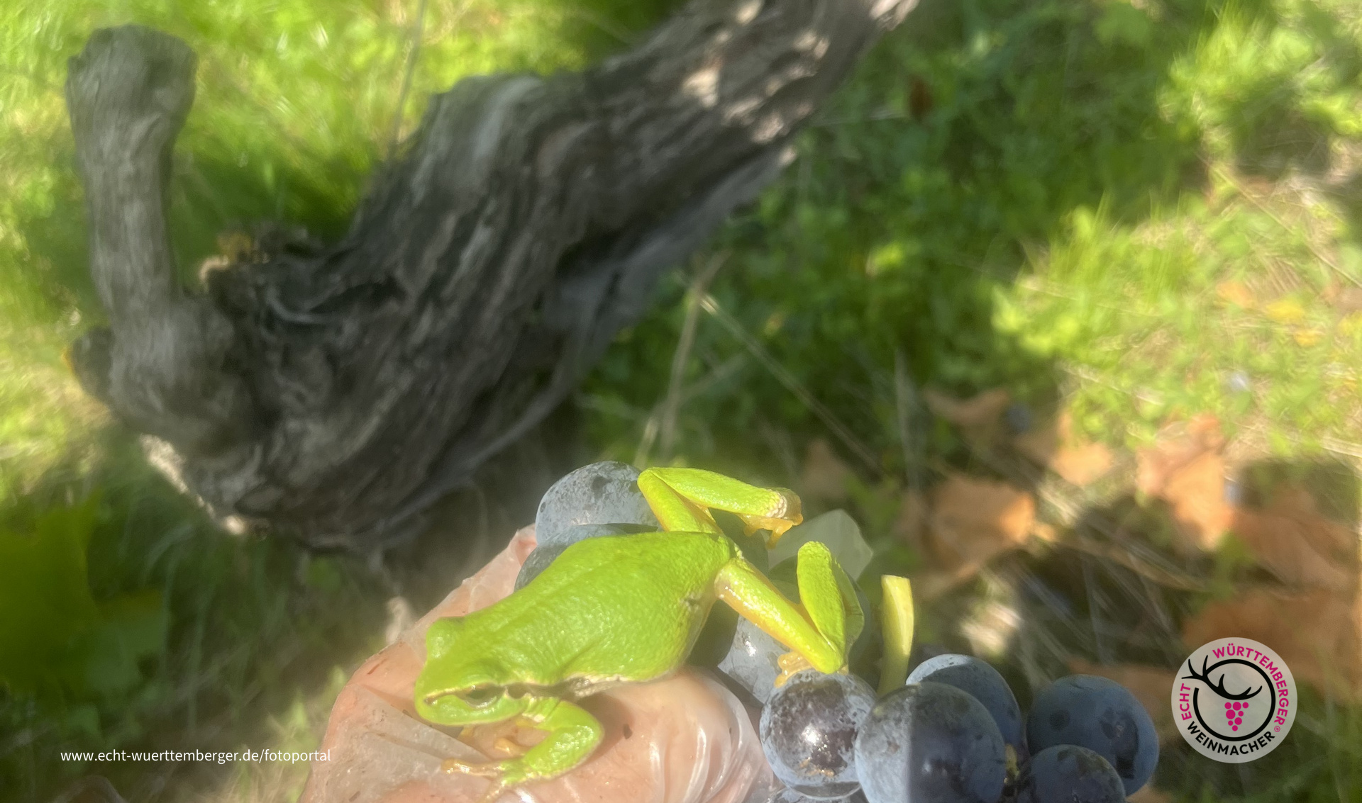 Froschkönig
