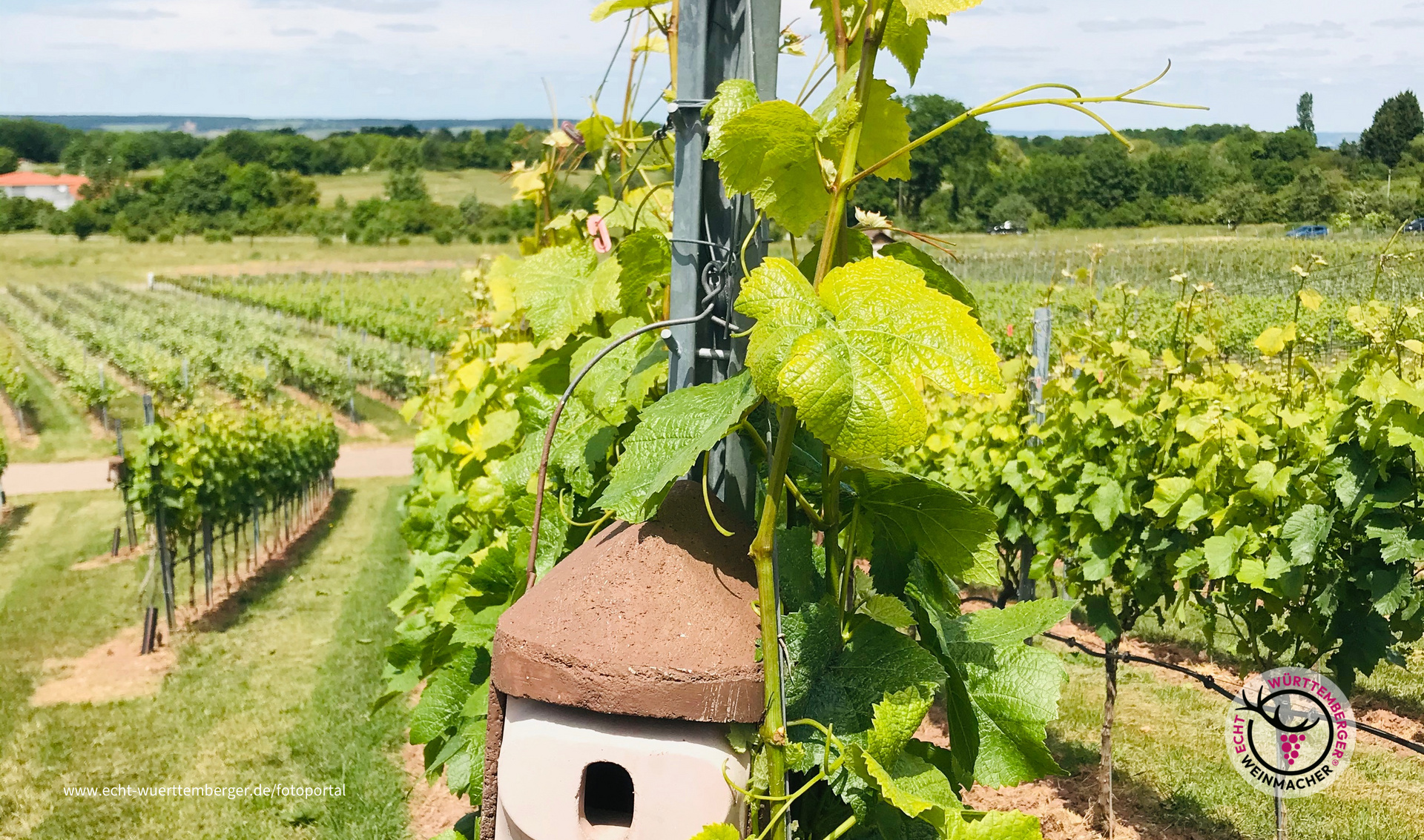 Vogelhäuschen im Weinberg
