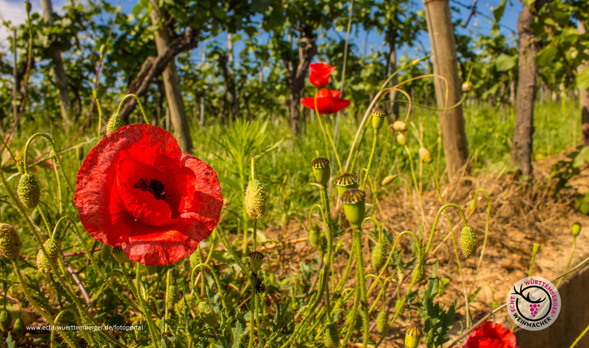 Mohn im Weinberg