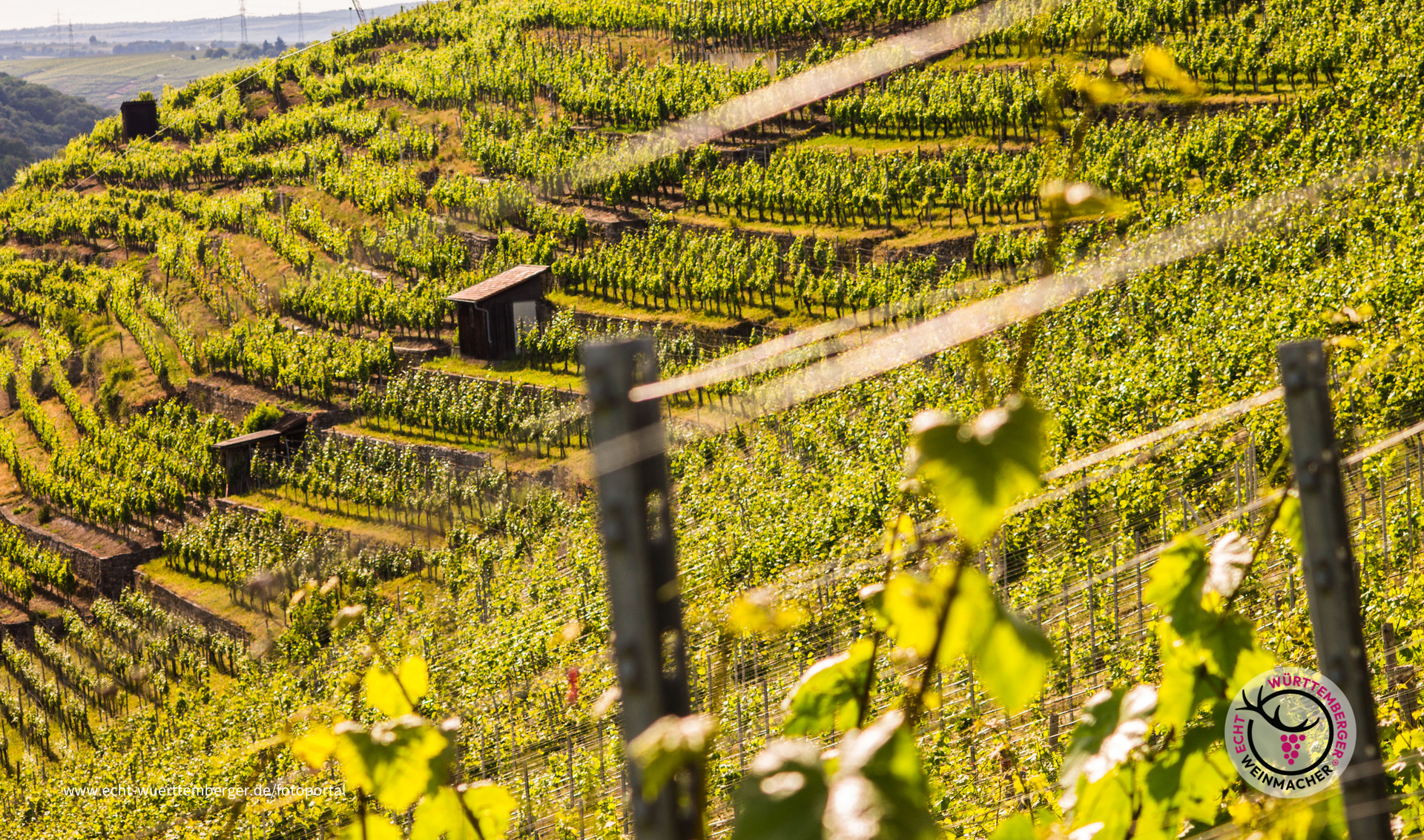 Neckarwestheimer Steillage 