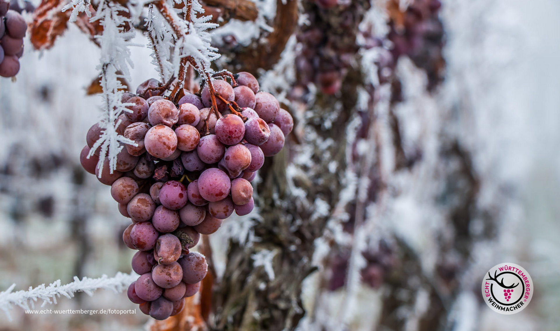 Eiswein 2017