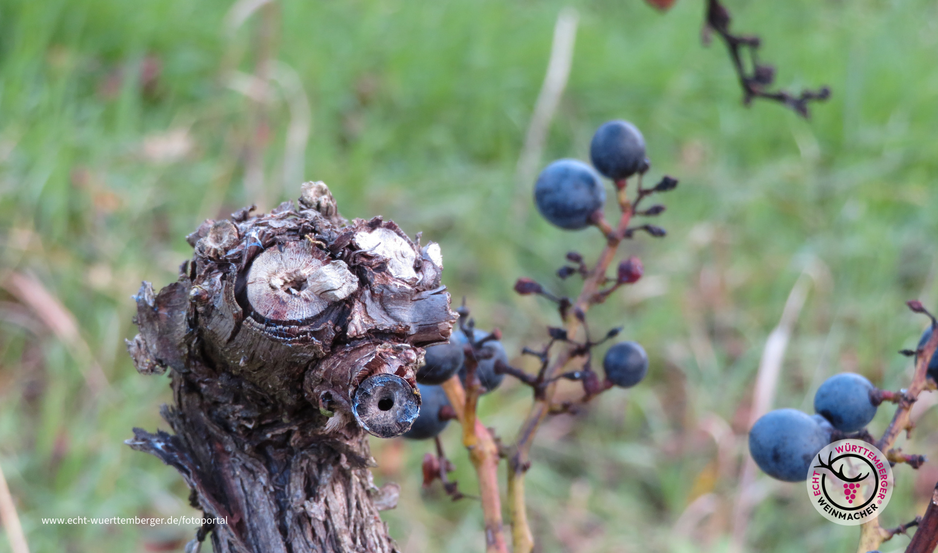 E.T.  Weinstock im Weinberg