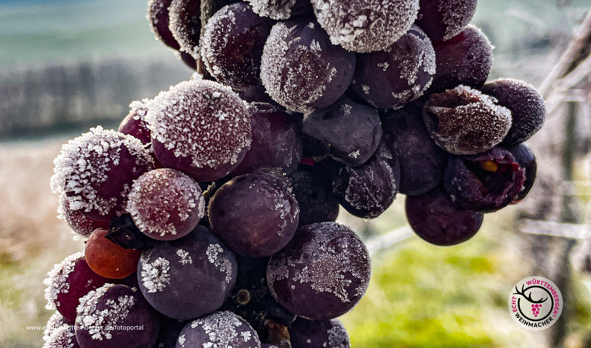 Eiswein oder Traubeneis?