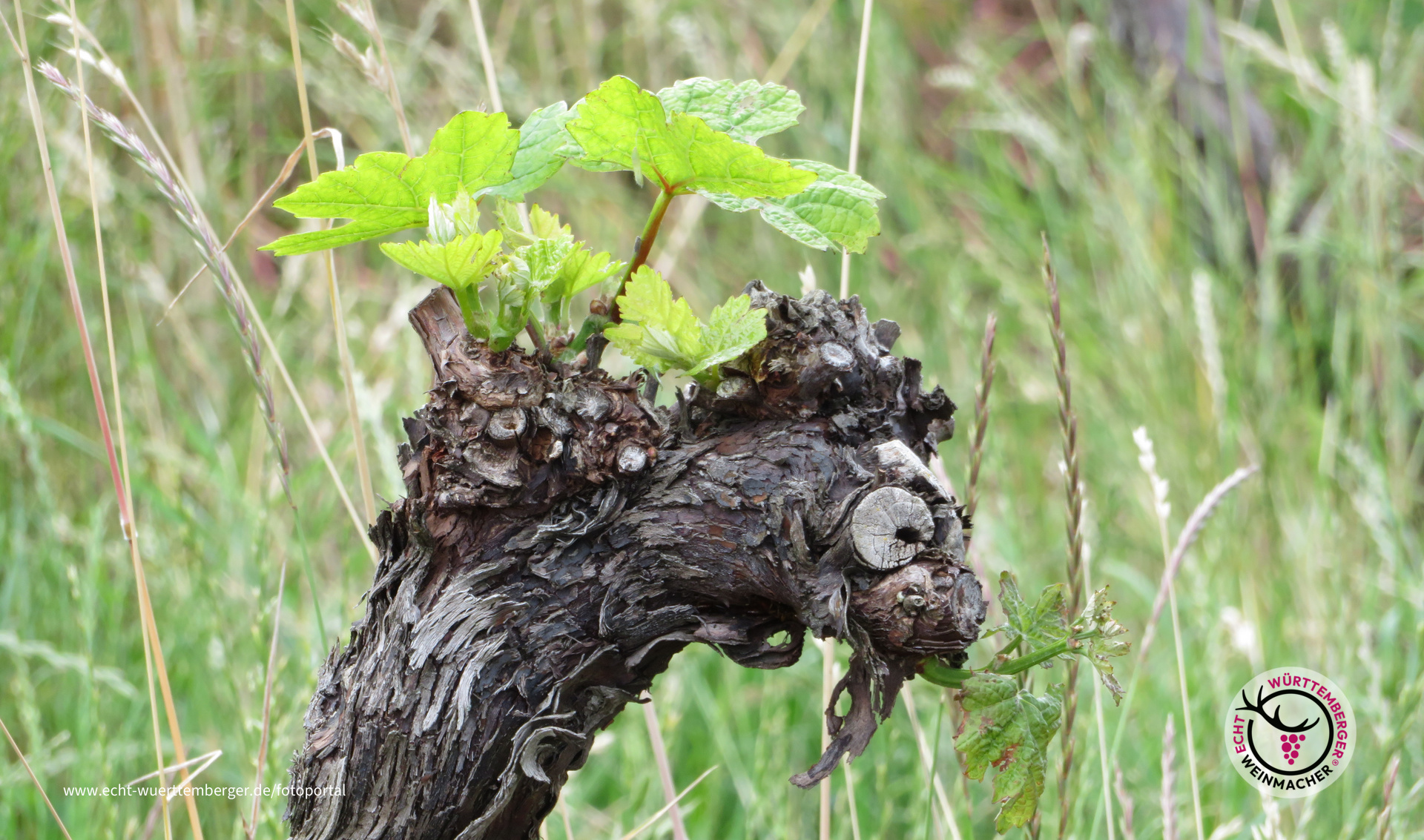 Weindrache