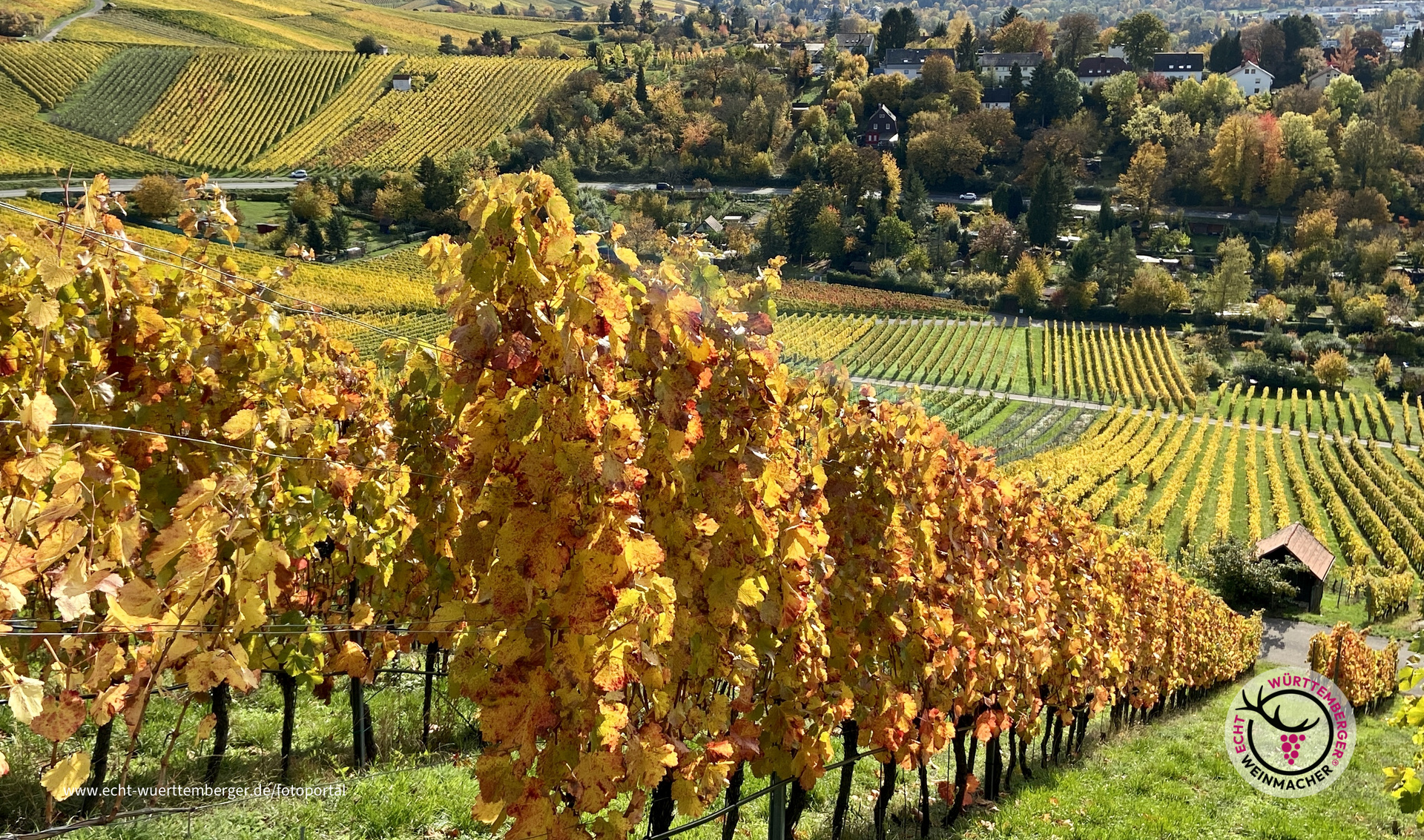 Gelb soweit das Auge reicht