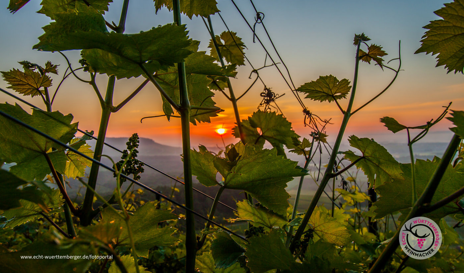 Sonnenaufgang zwischen den Reben