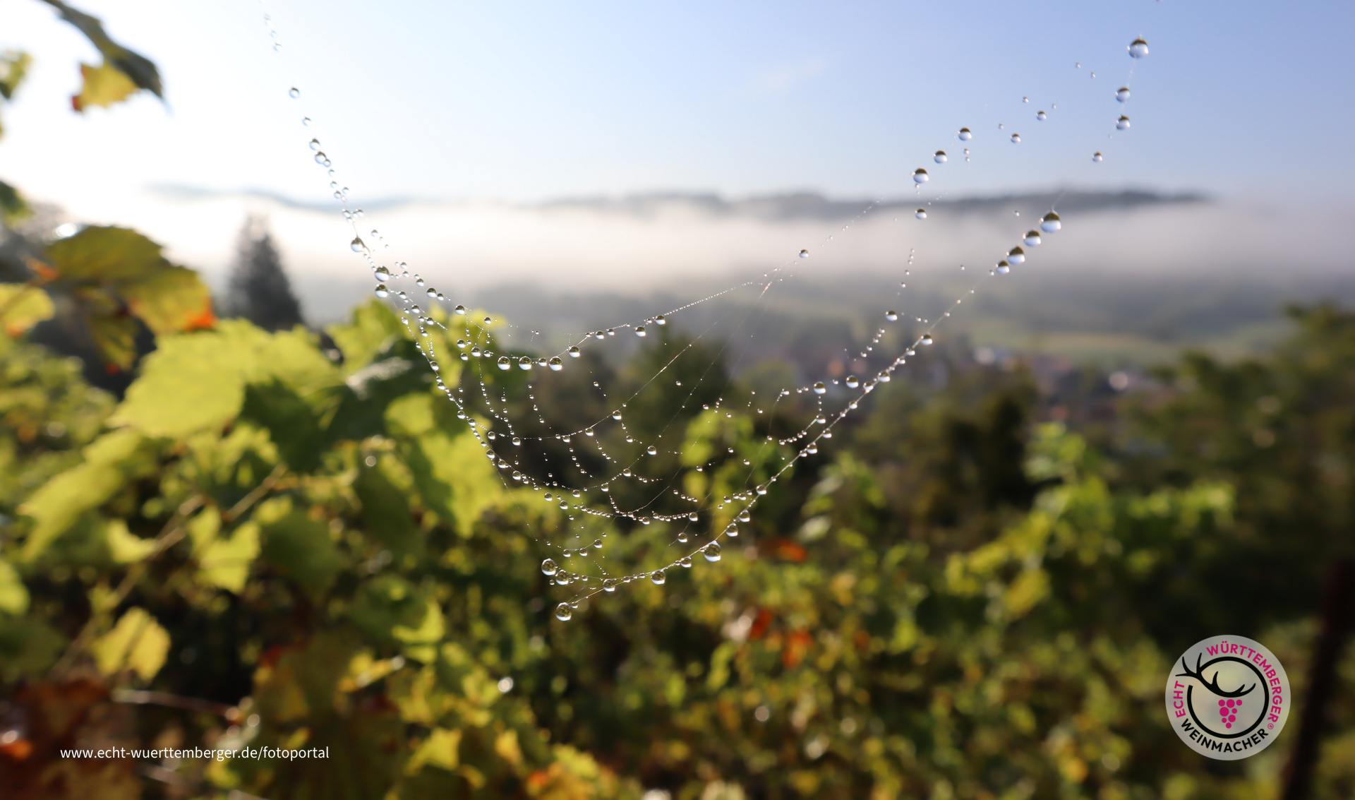 Tau im Spinnengewebe