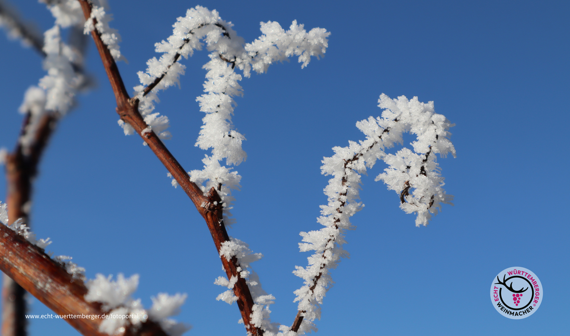 Eiskristalle im Weinberg