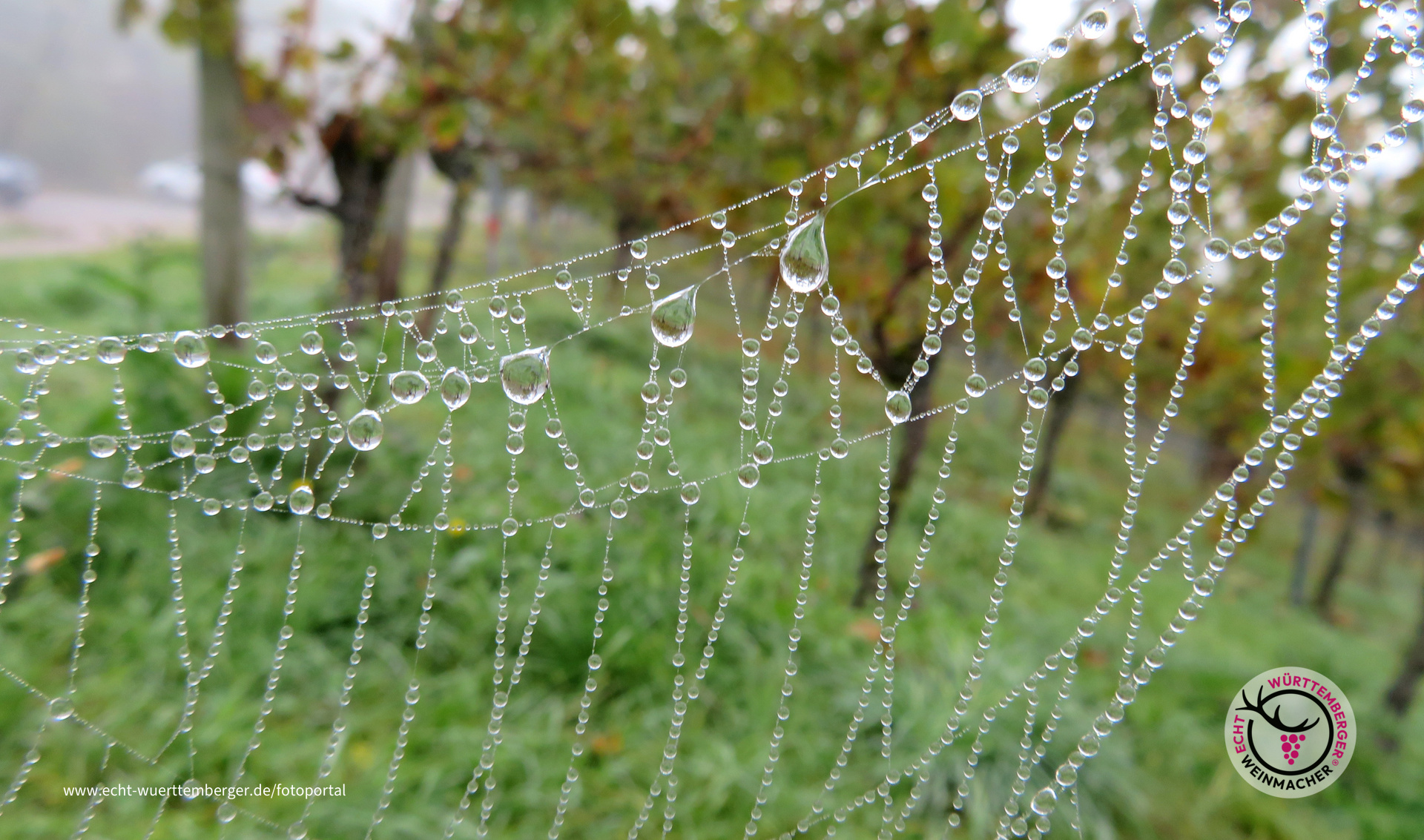Morgenspinnung im Weinberg