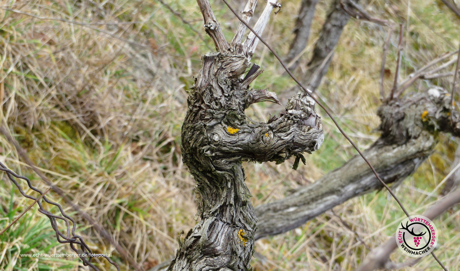 Weinbergdrache