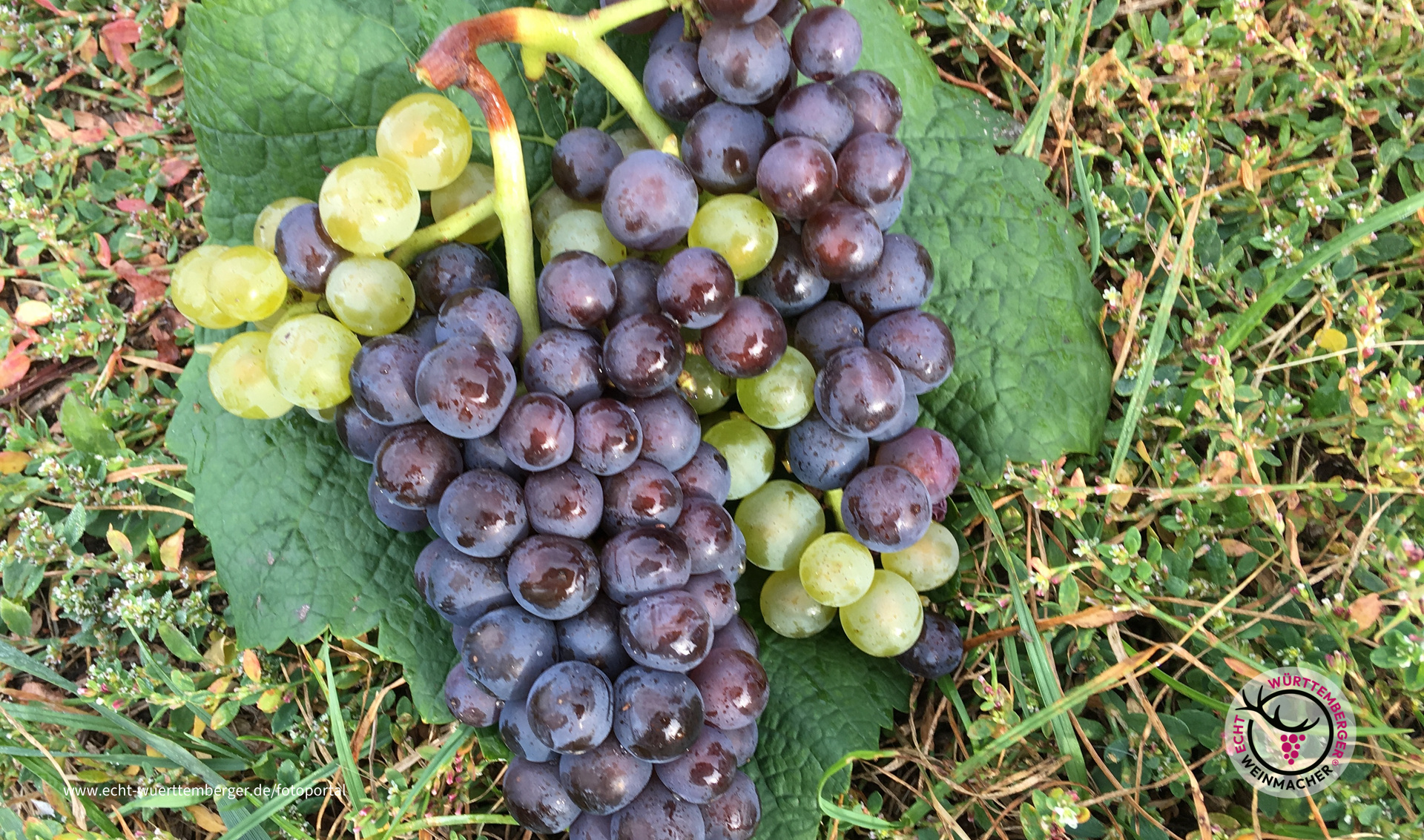 Faszination Grauburgunder II