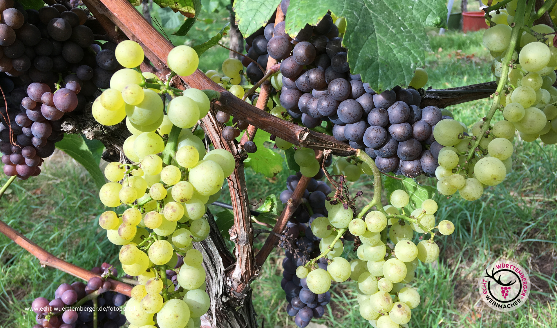 Faszination Grauburgunder