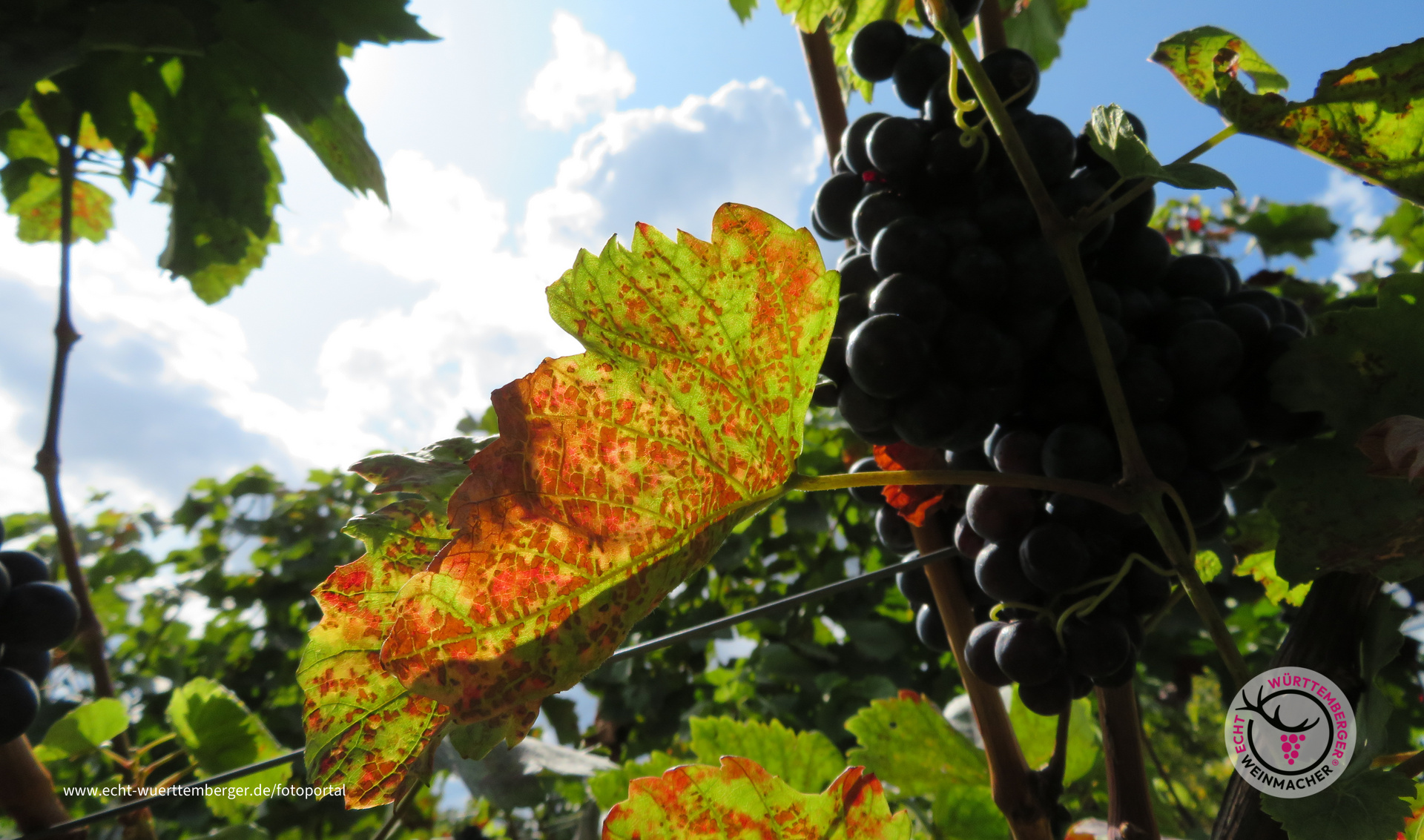 Herbststimmung kurz vor der Lese