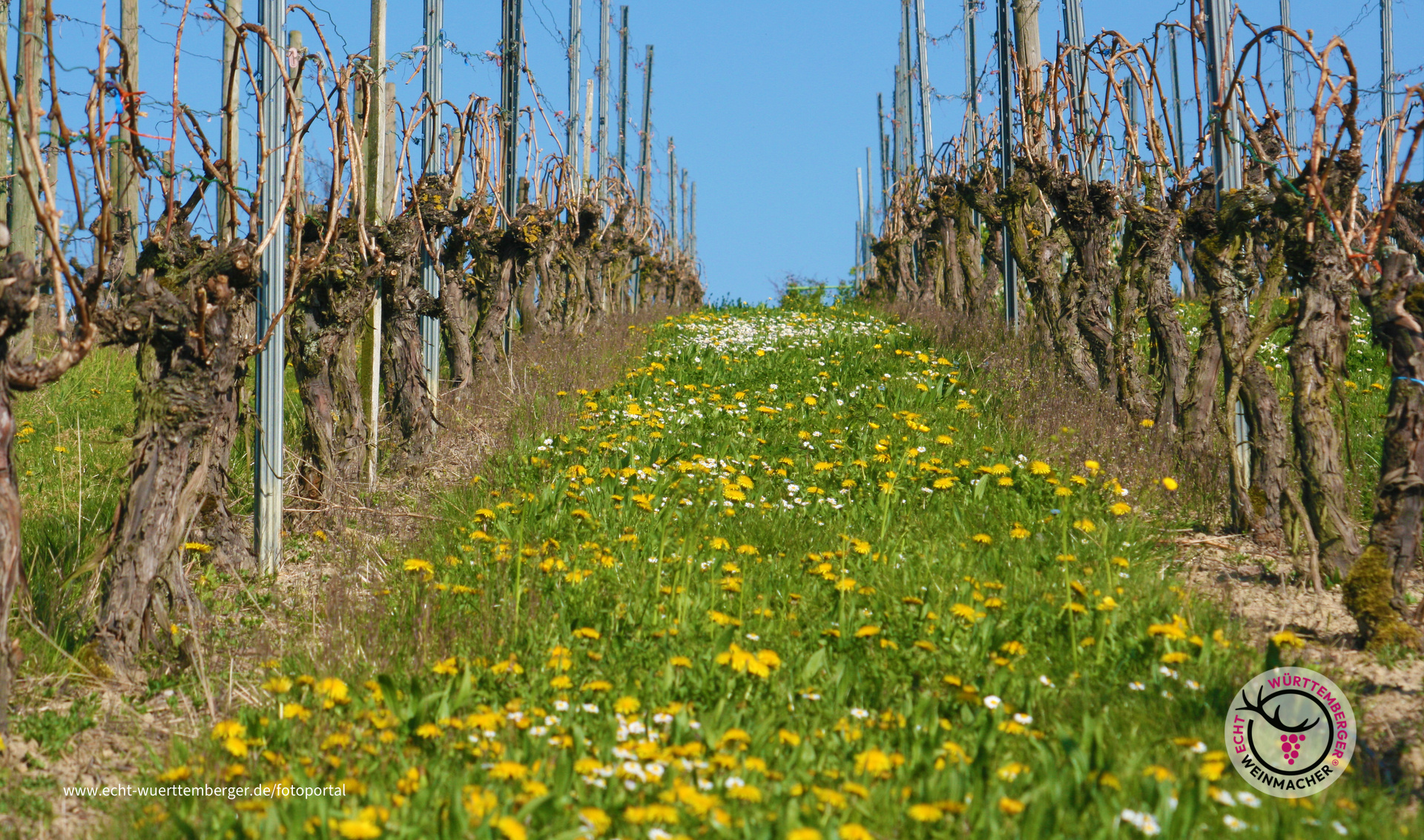 Weinberg im Frühjahr
