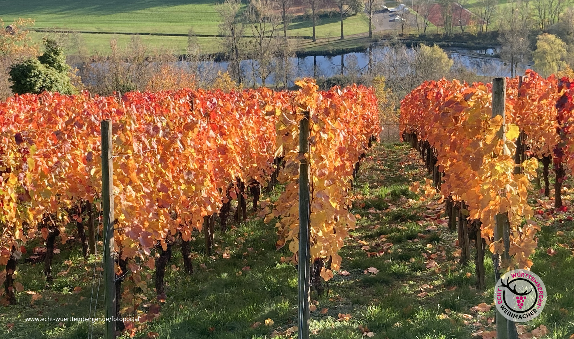 Hohenloher Weinherbst