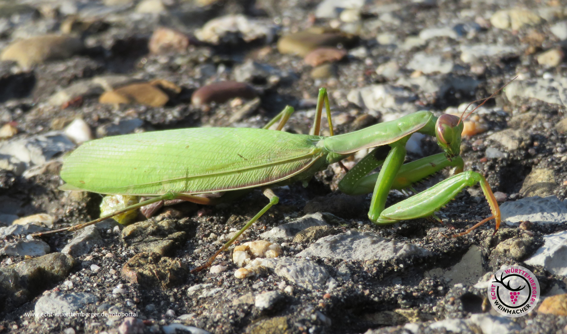 Überraschungsgast im Weinberg