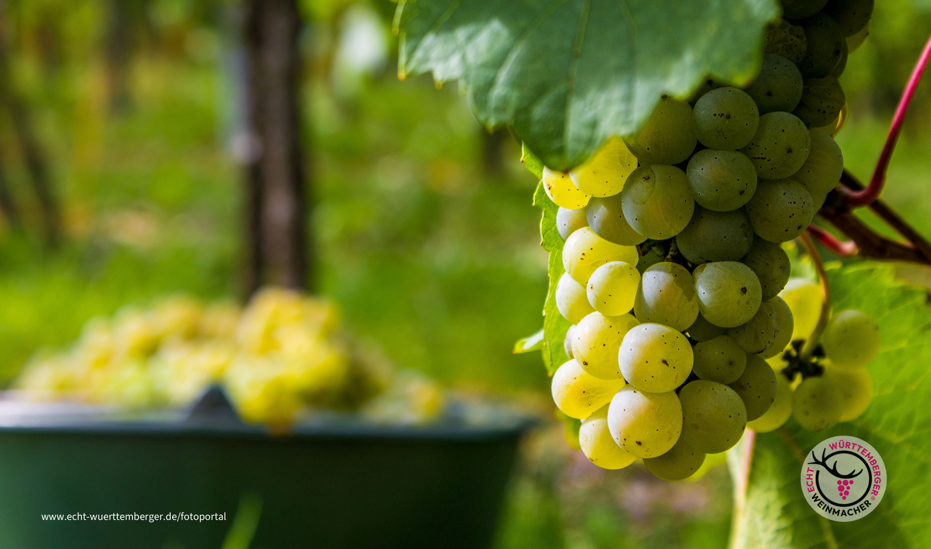 Riesling Weinlese