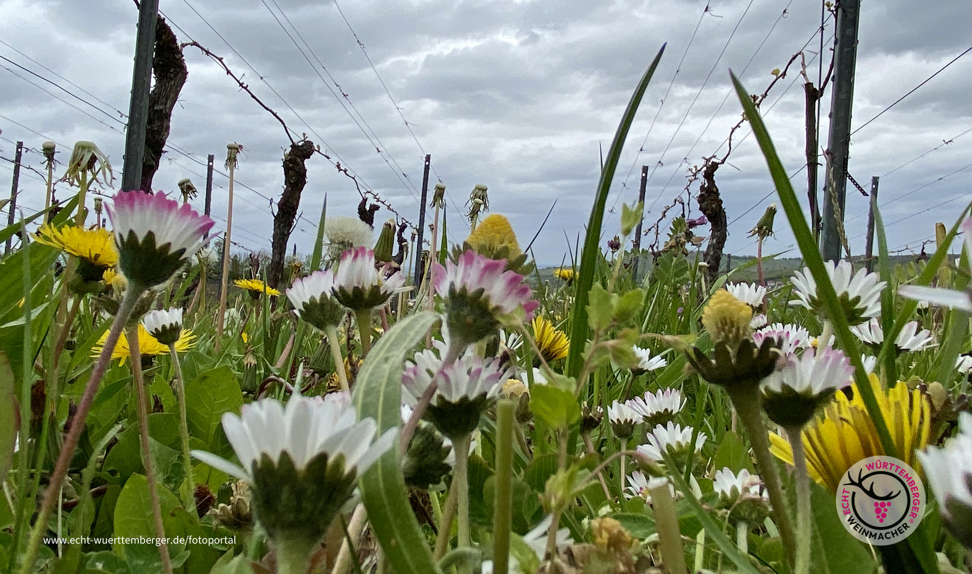 Zwischen den Zeilen: ein Insektenparadies