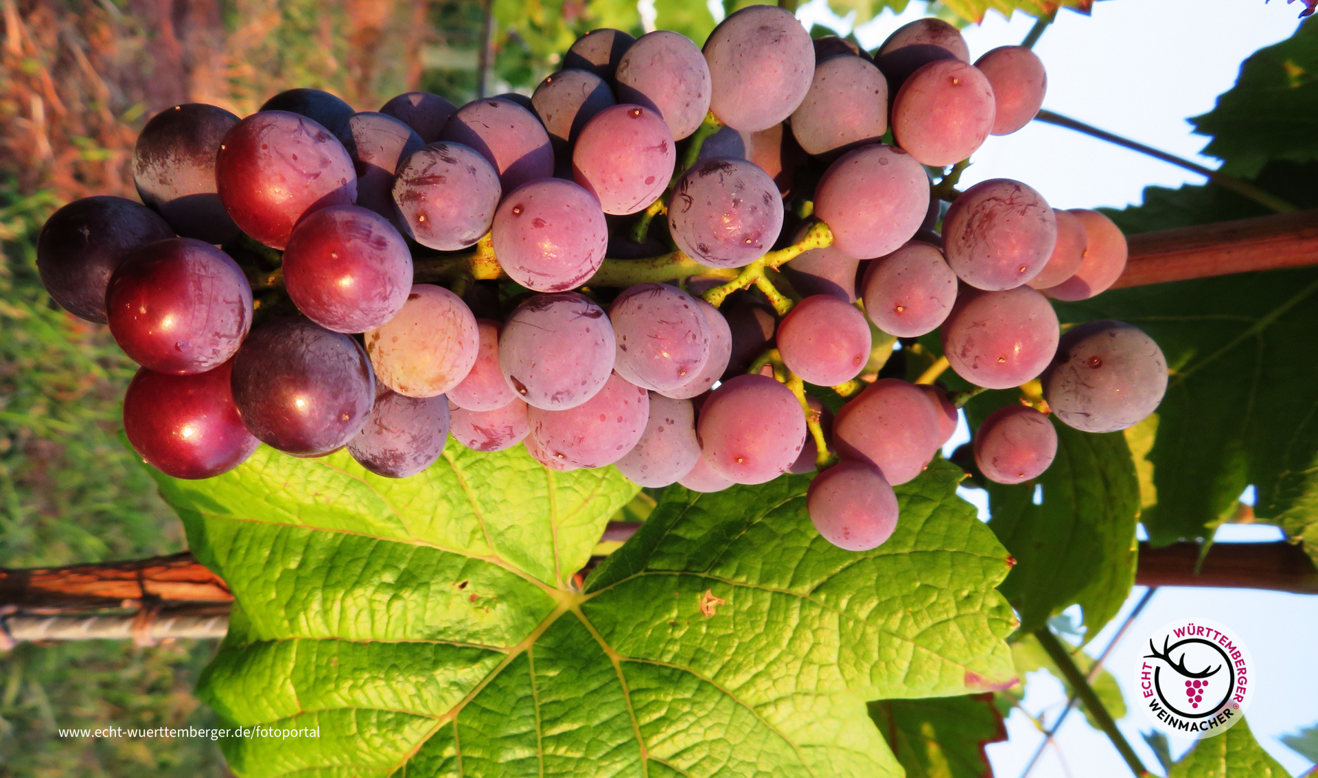 Trauben in der Abendsonne