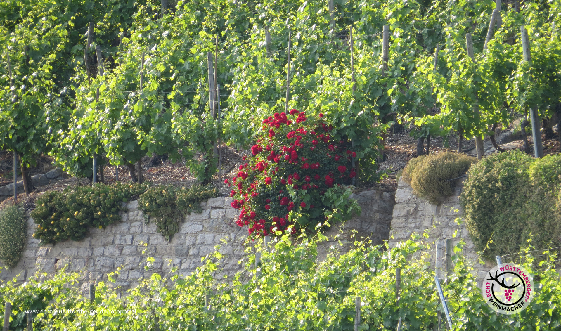 Weinbergvielfalt