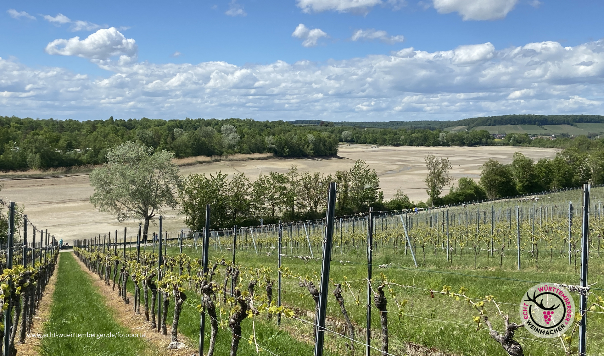 Wein wächst auch am abgelassenen See