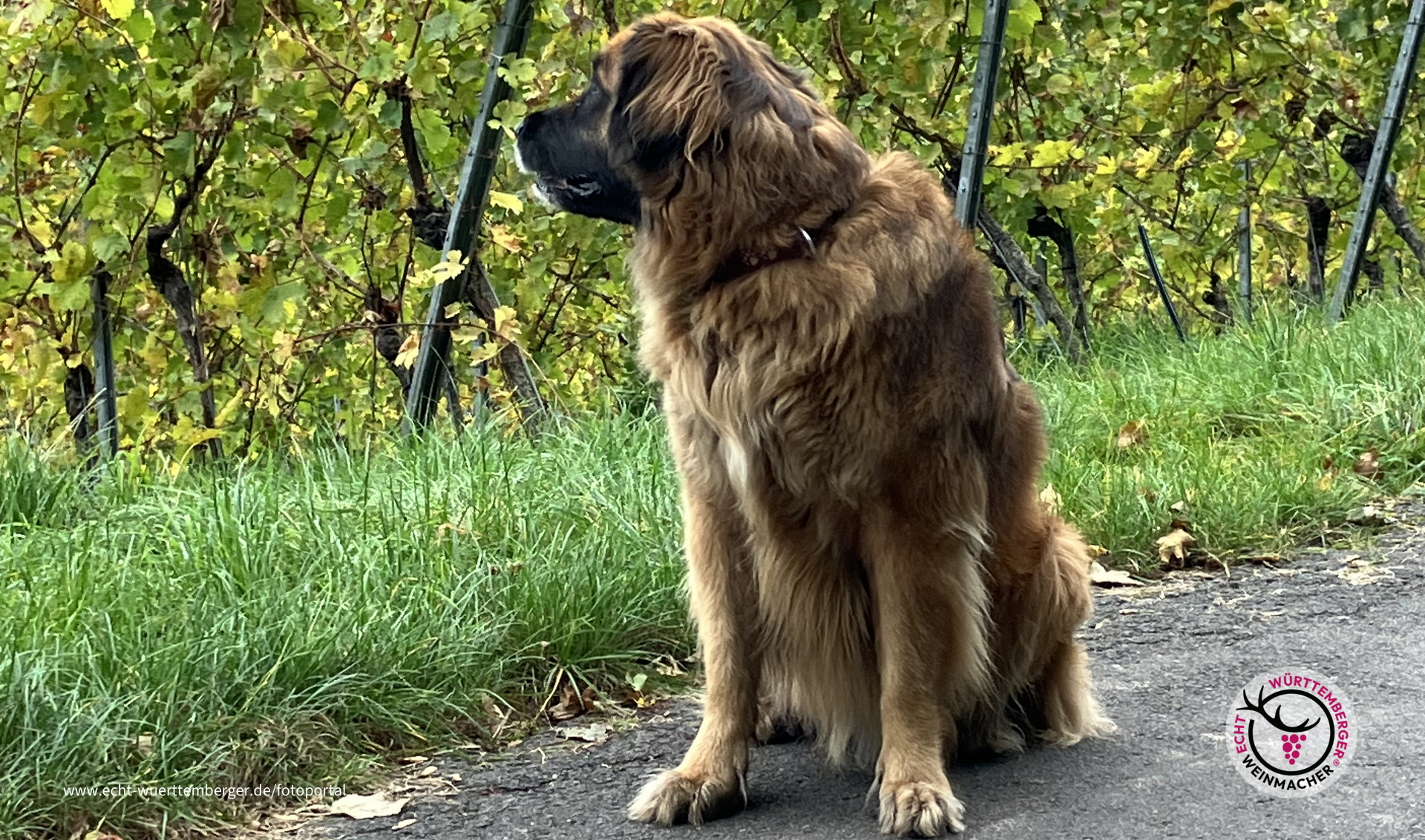 Alina in den Weinbergen in Heilbronn 