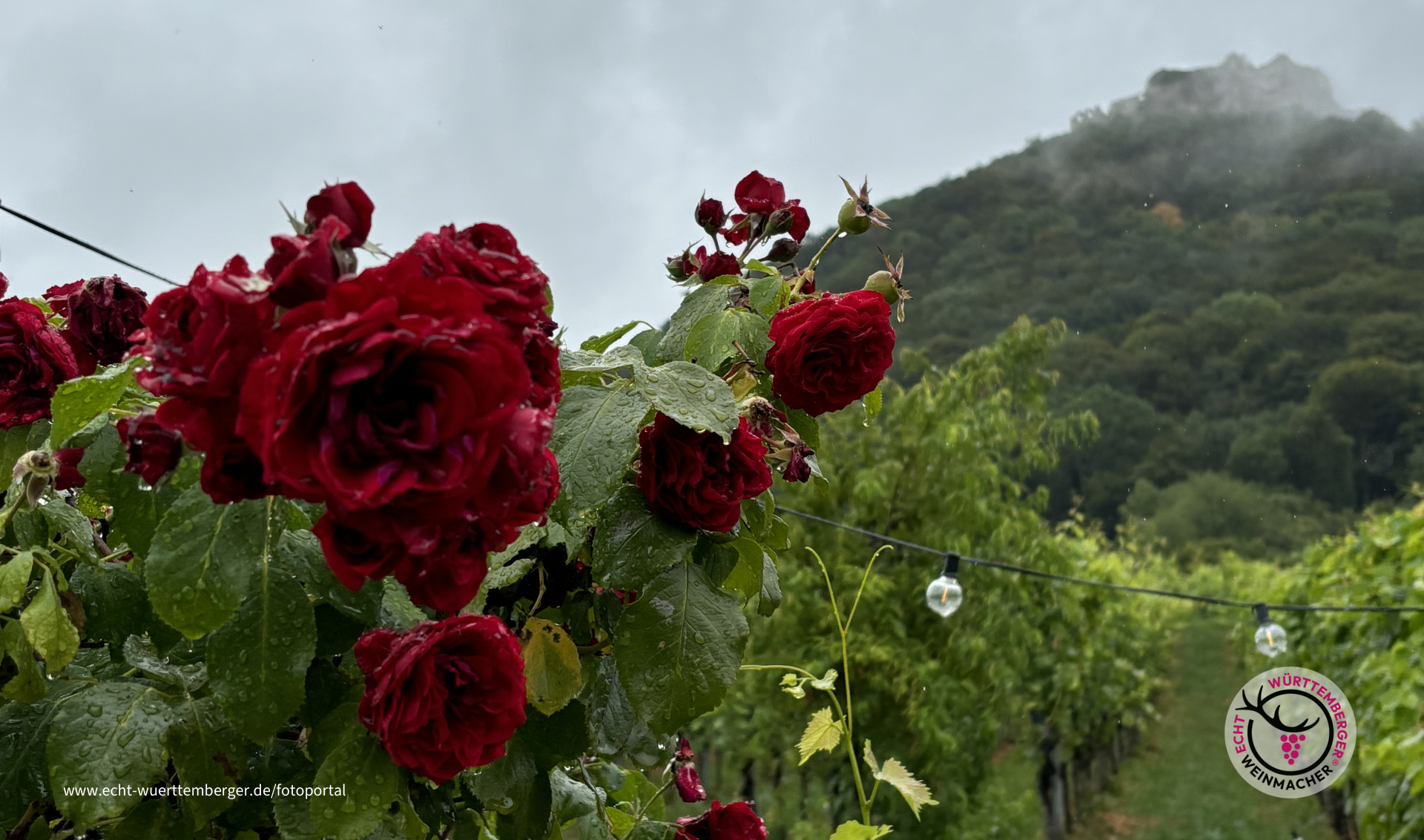 Regen und Rosen