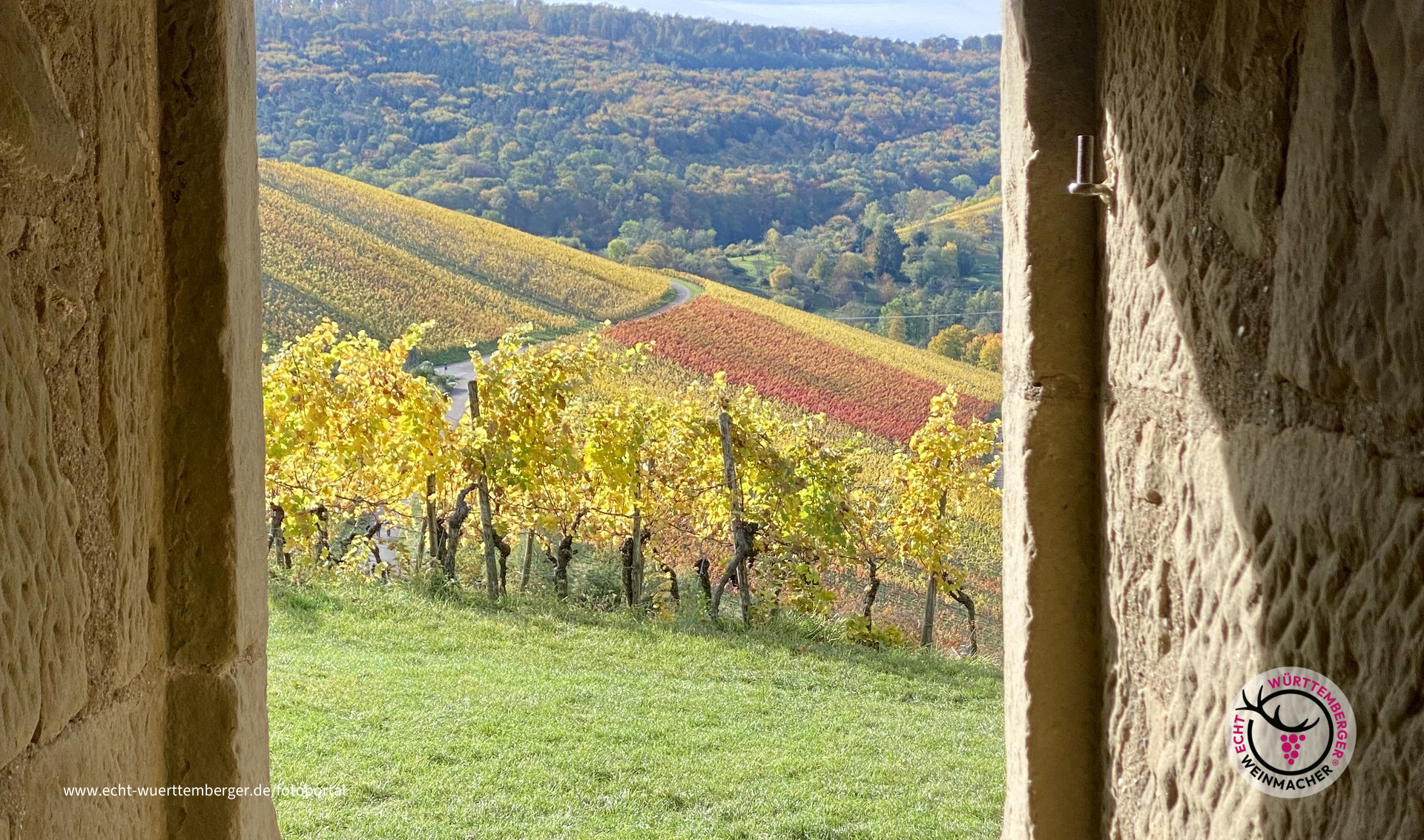 Farbe im Weinberg
