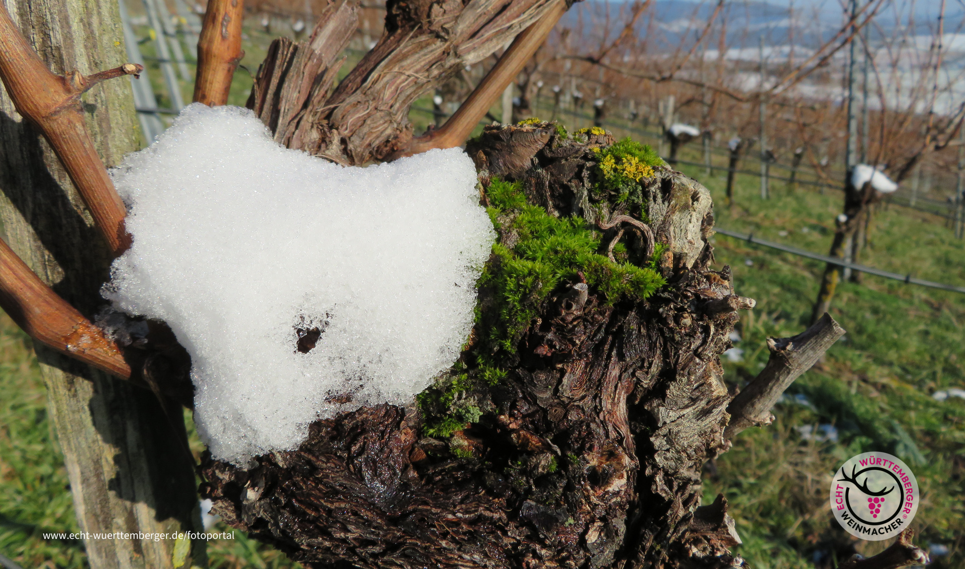 Winterherz für Wein