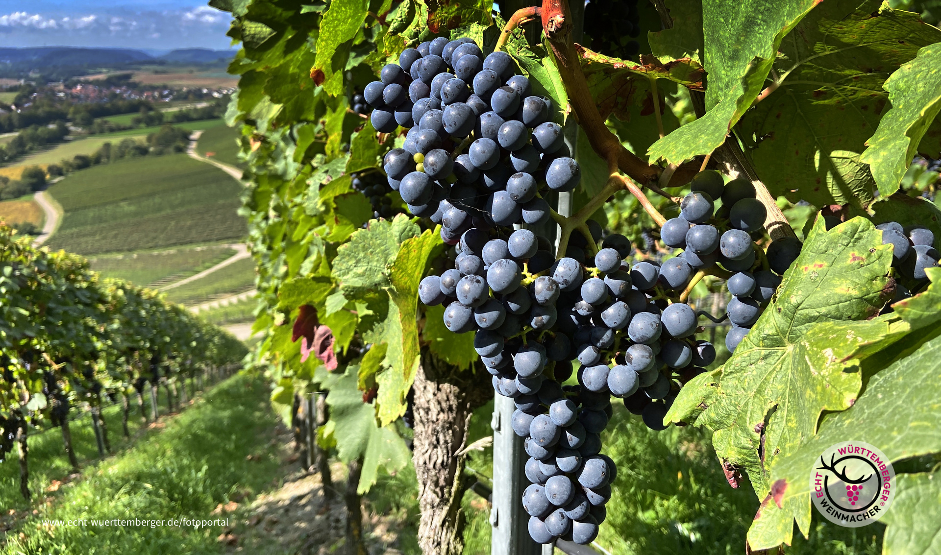"Pflück mich!" Ich bin reif fü die Flasche
