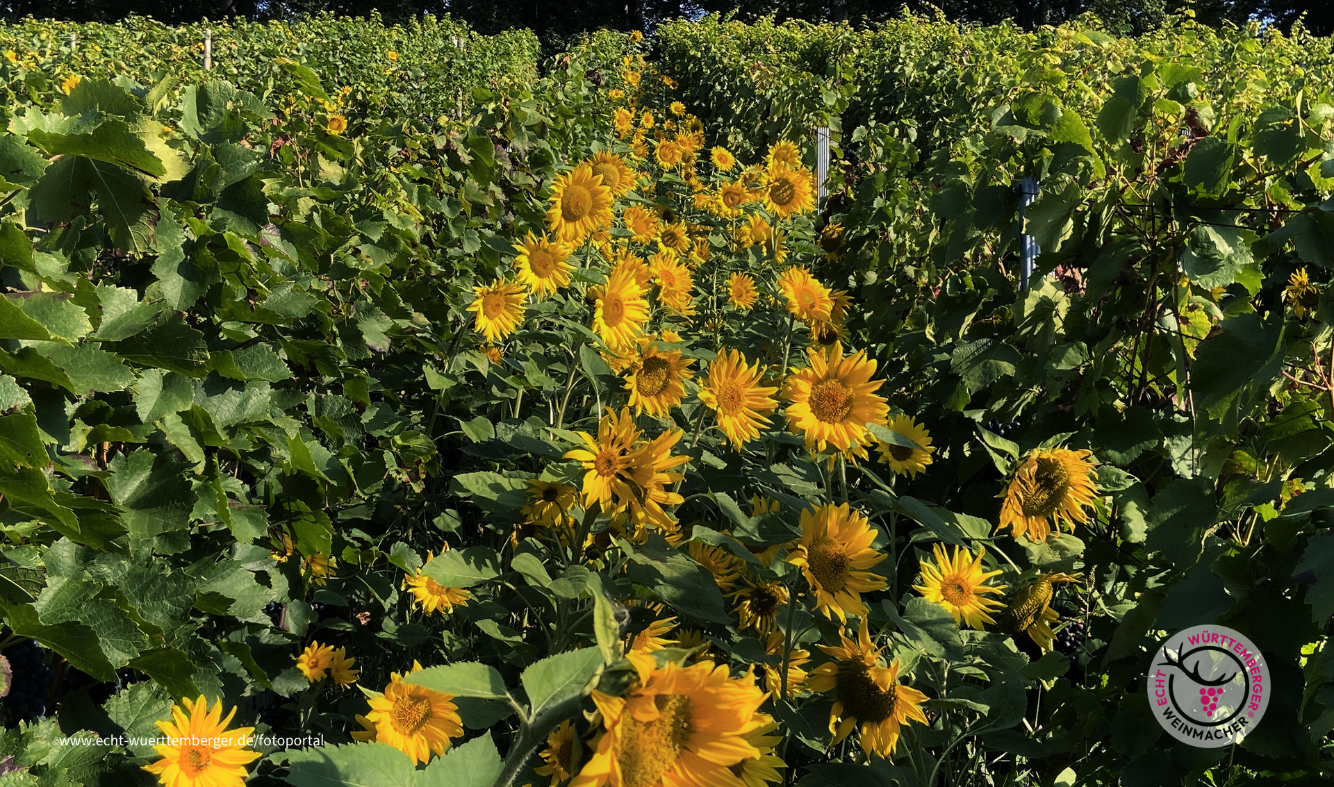 Jede Traube kriegt ne Sonne...