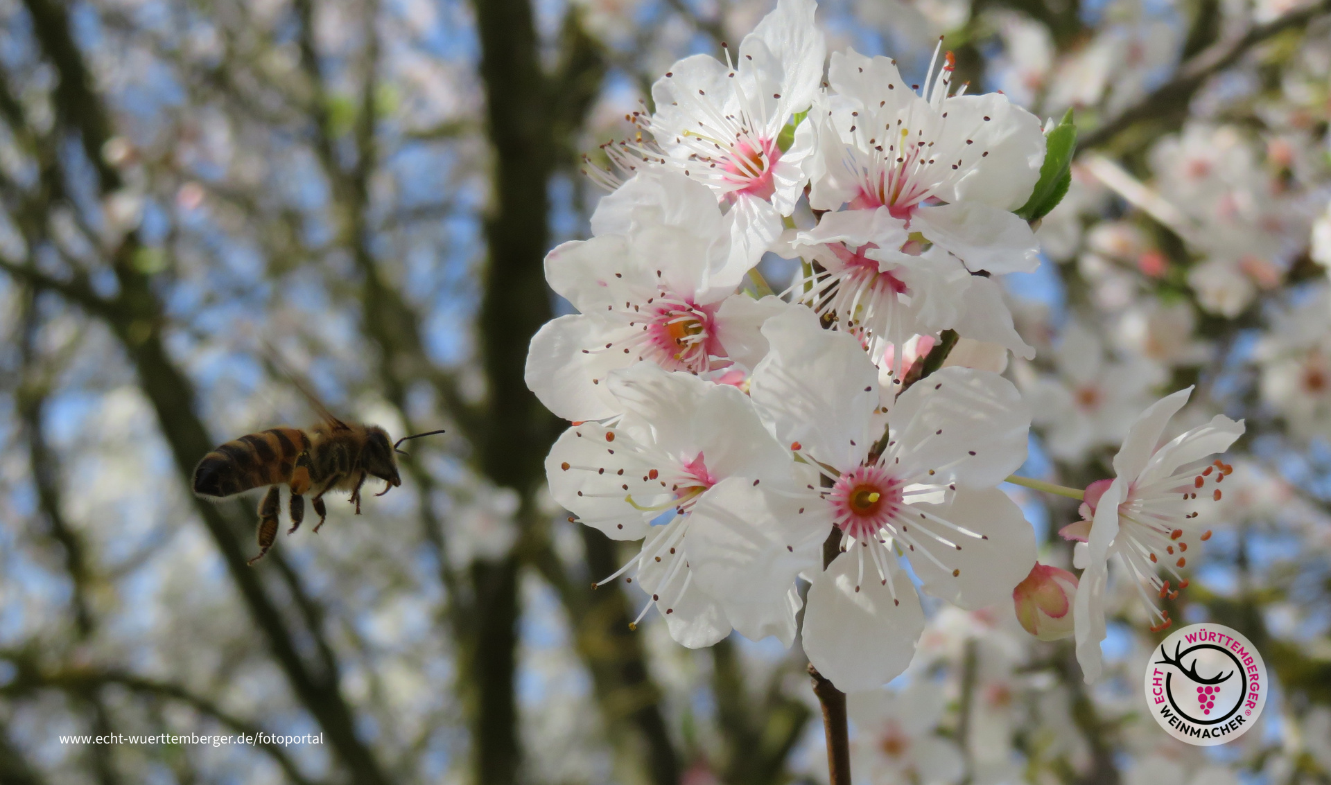 Der Frühling ist da