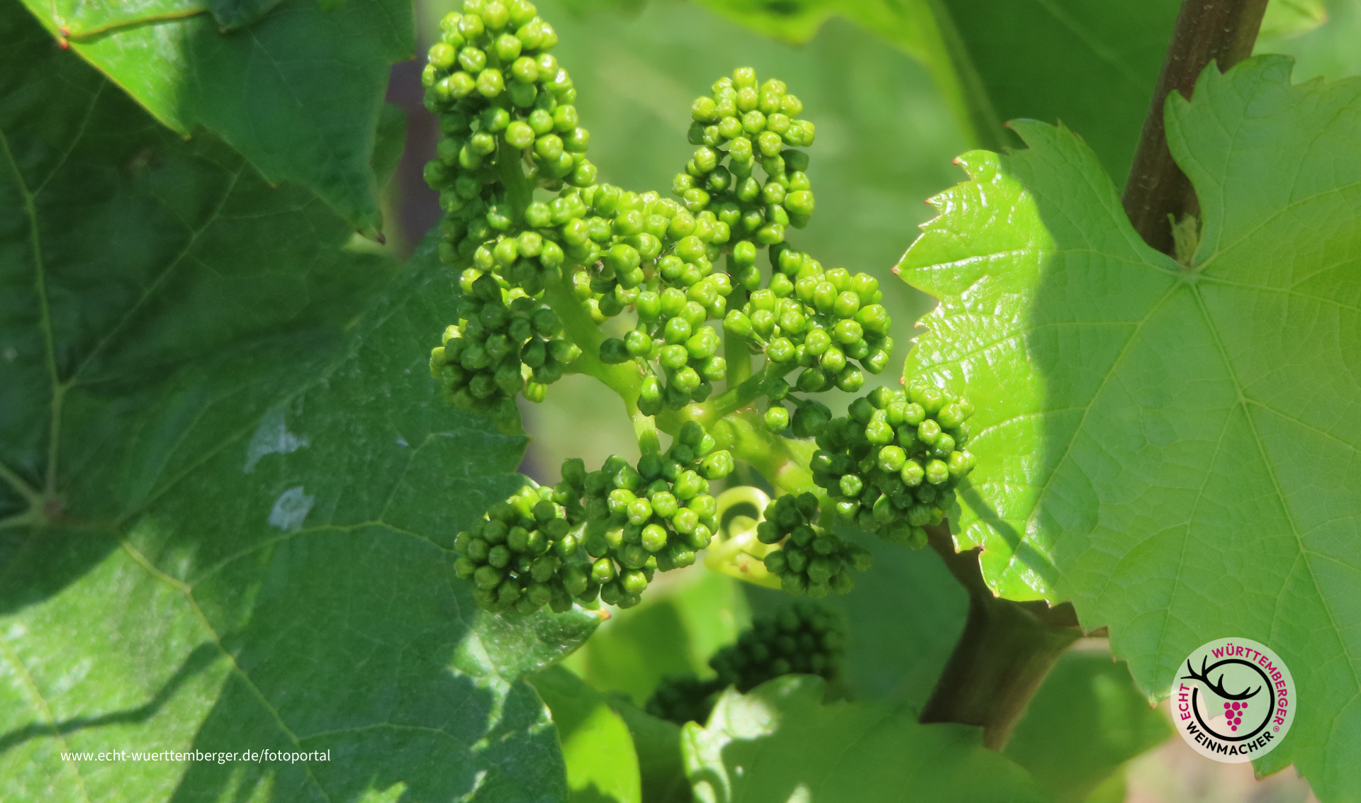 Weinblüte