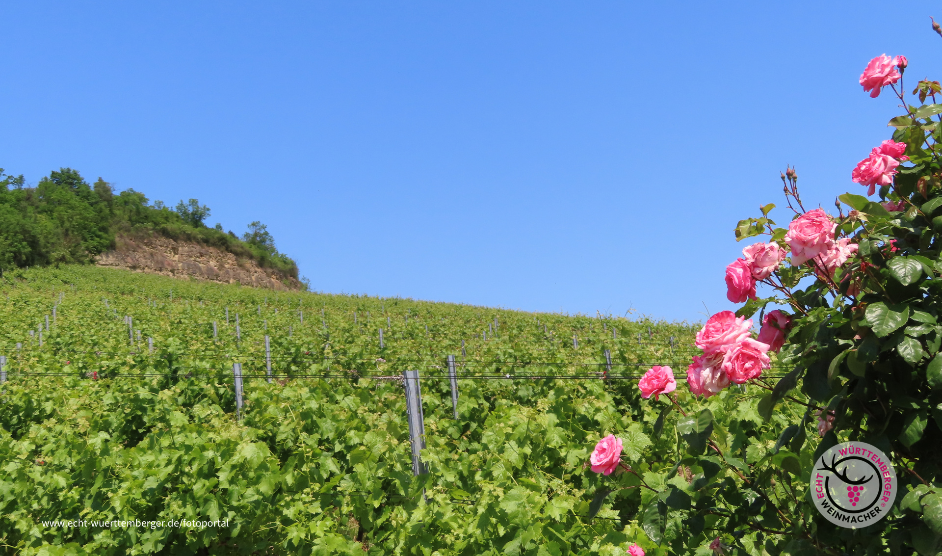 Wein soweit das Auge reicht